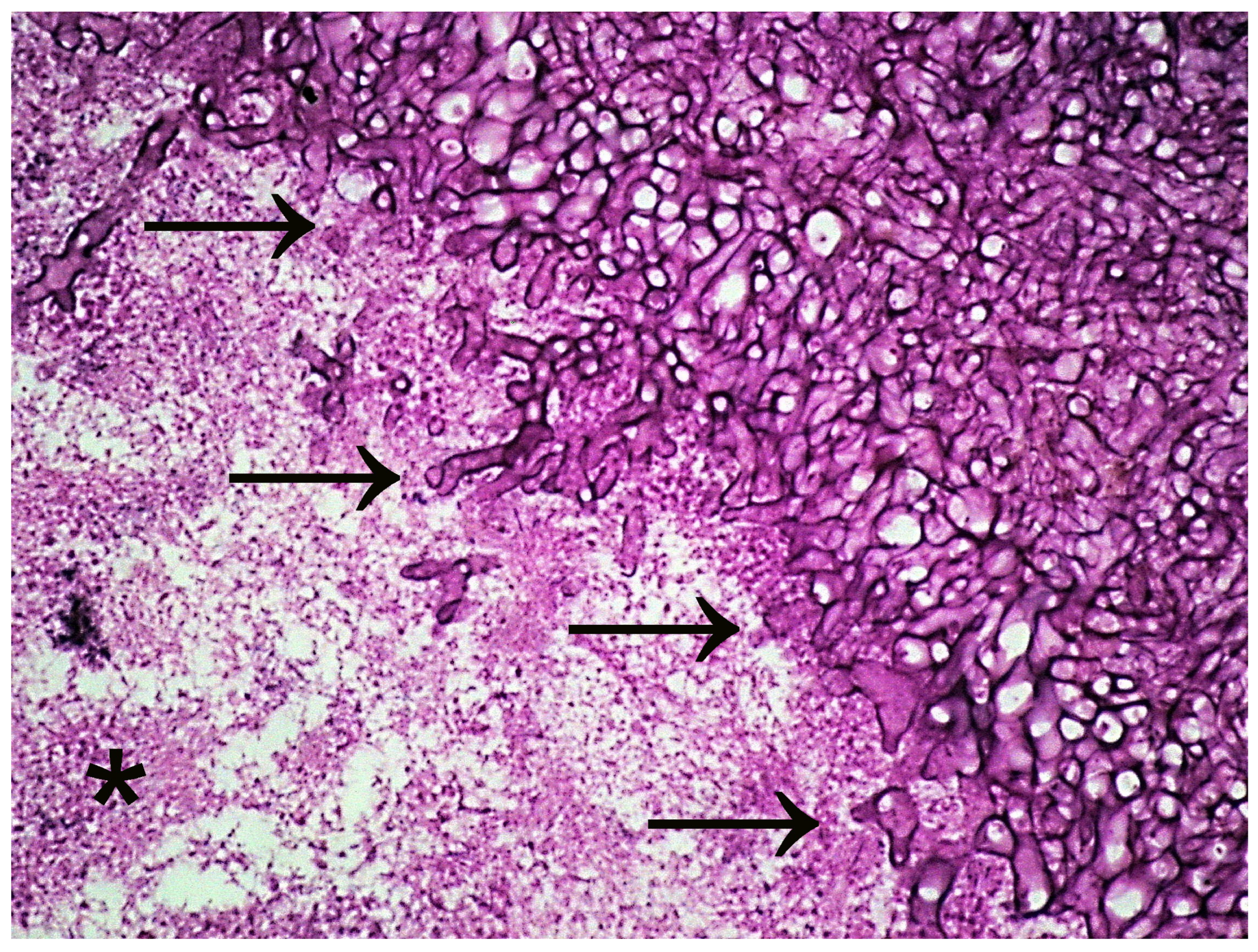 Microorganisms 11 01476 g001