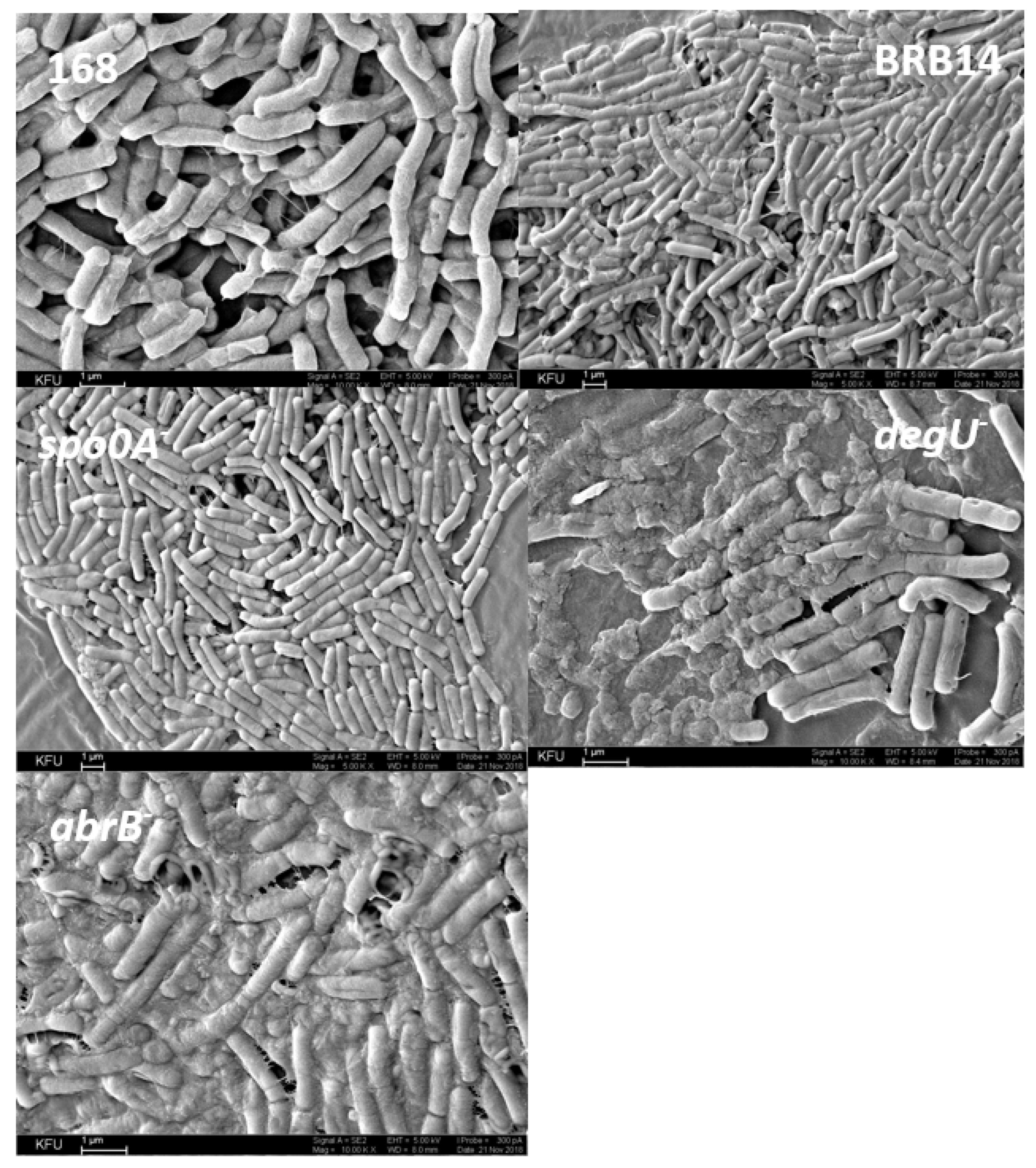 Microorganisms 11 01486 g010