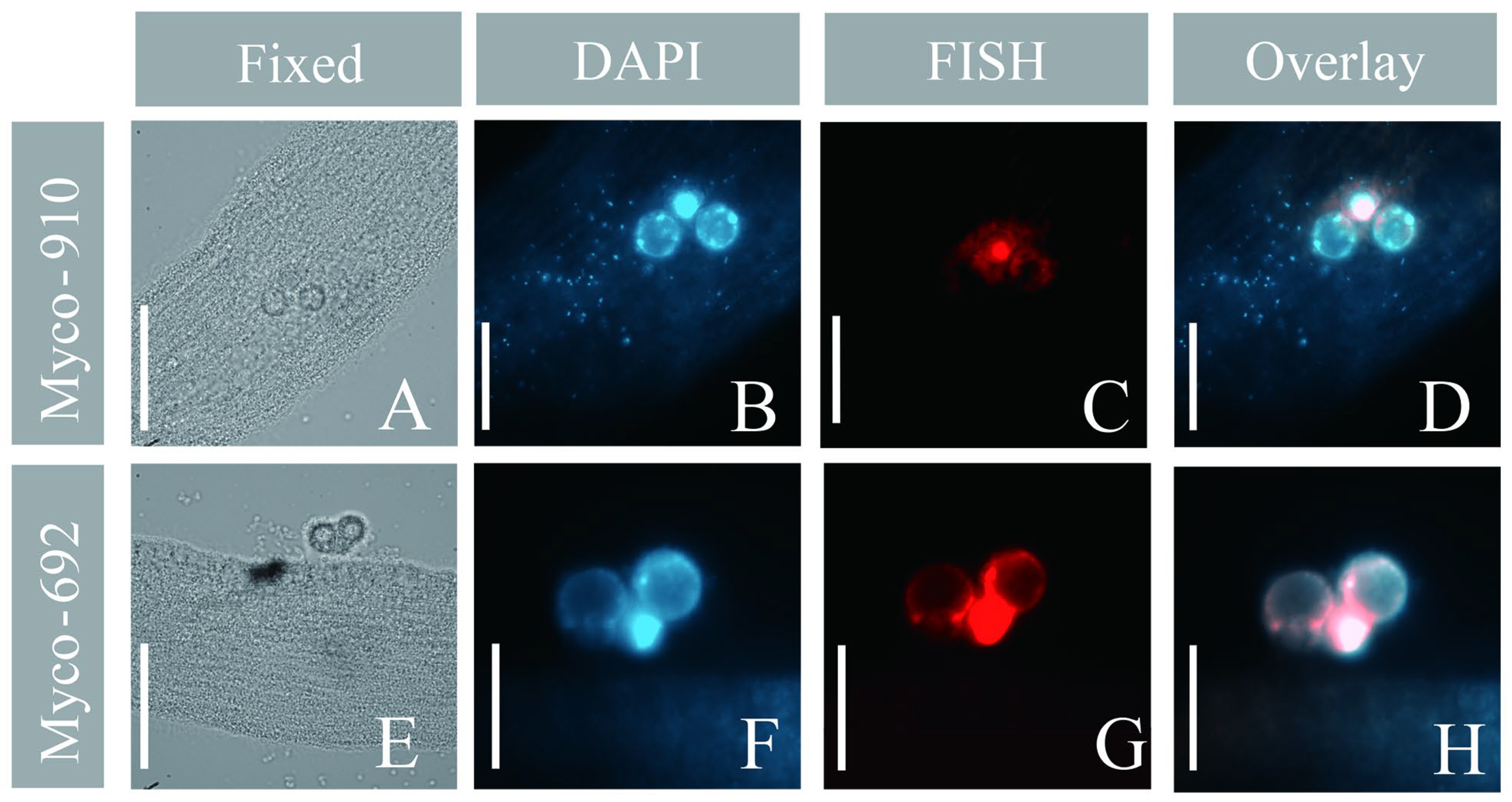 Microorganisms 11 01500 g007