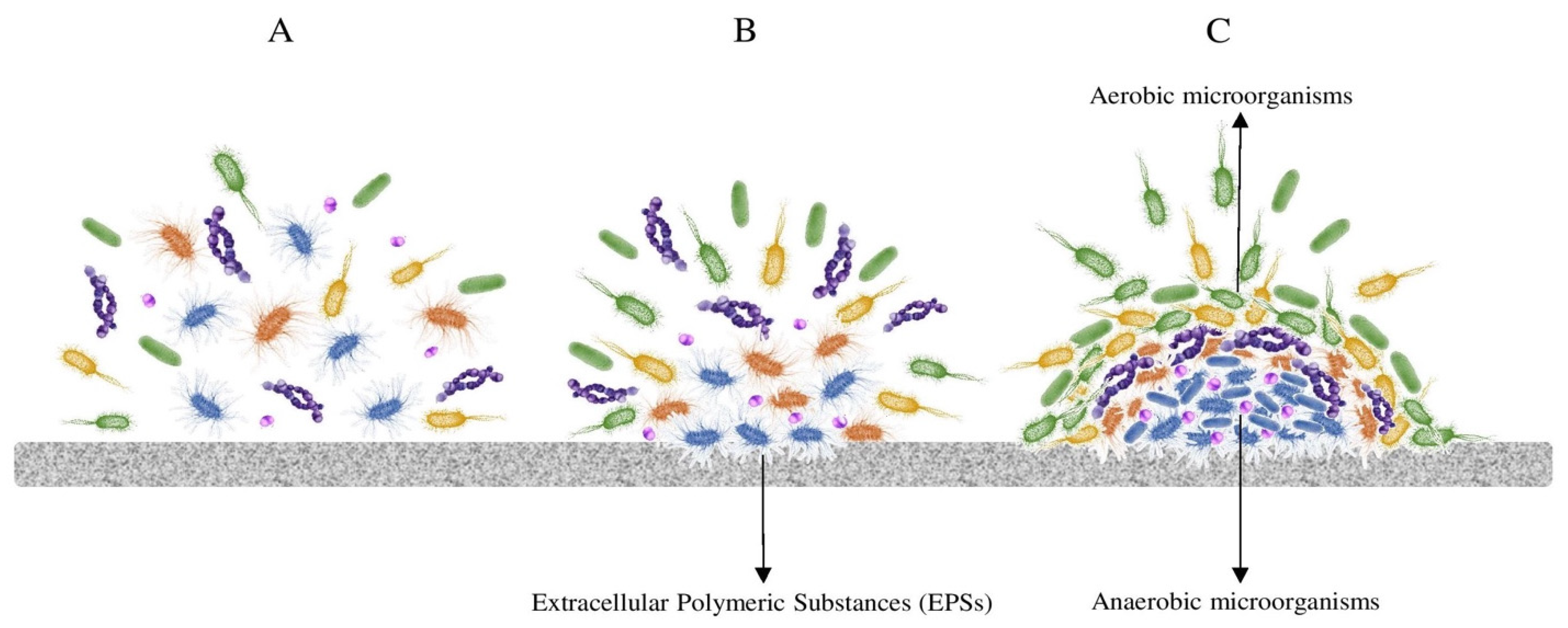 Microorganisms 11 01507 g001 Microorganisms 11 01507 g001