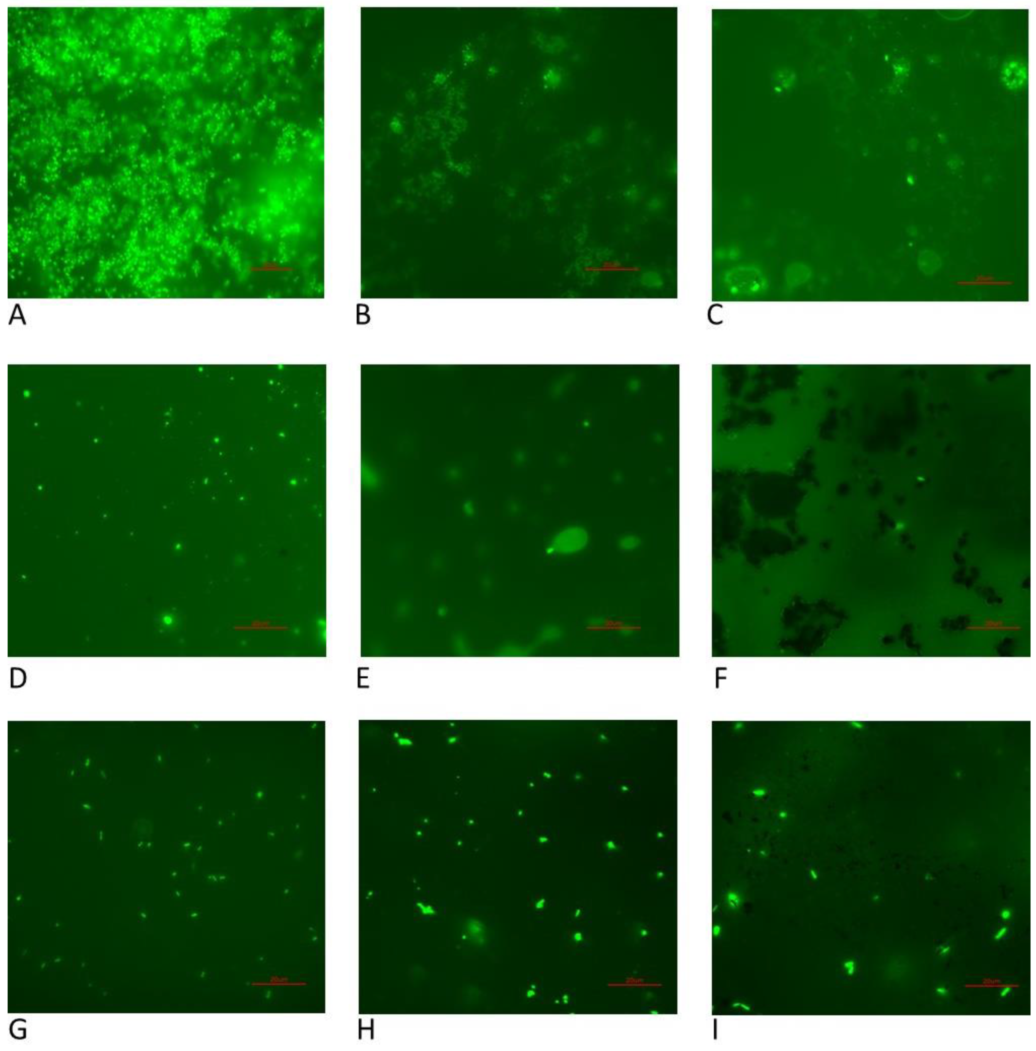 Microorganisms 11 01515 g005