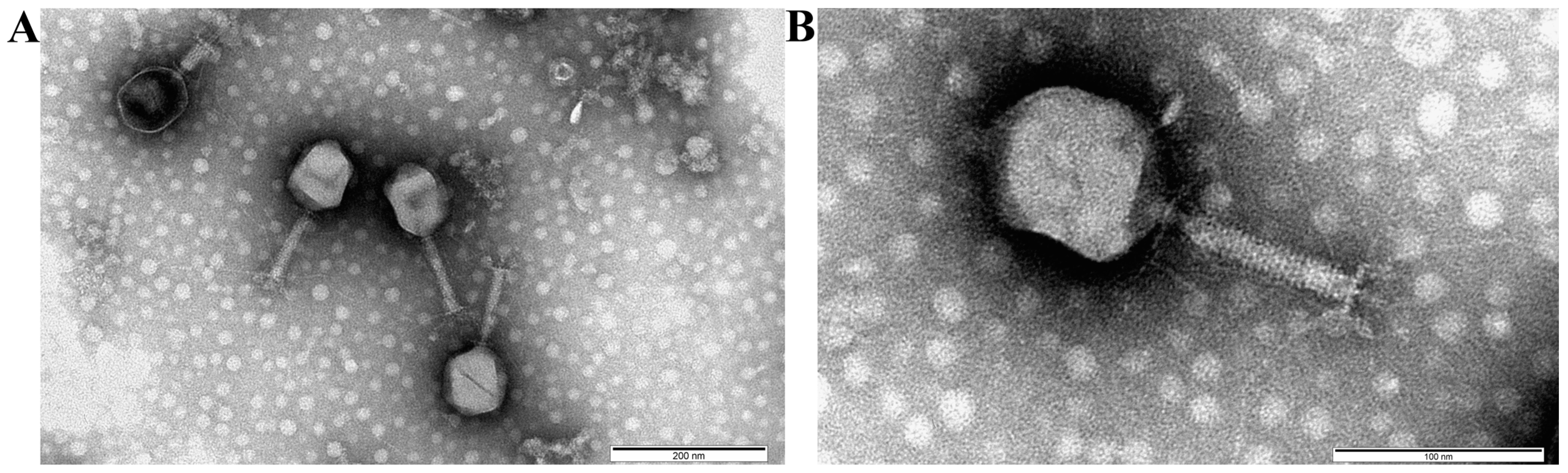Microorganisms 11 01524 g005