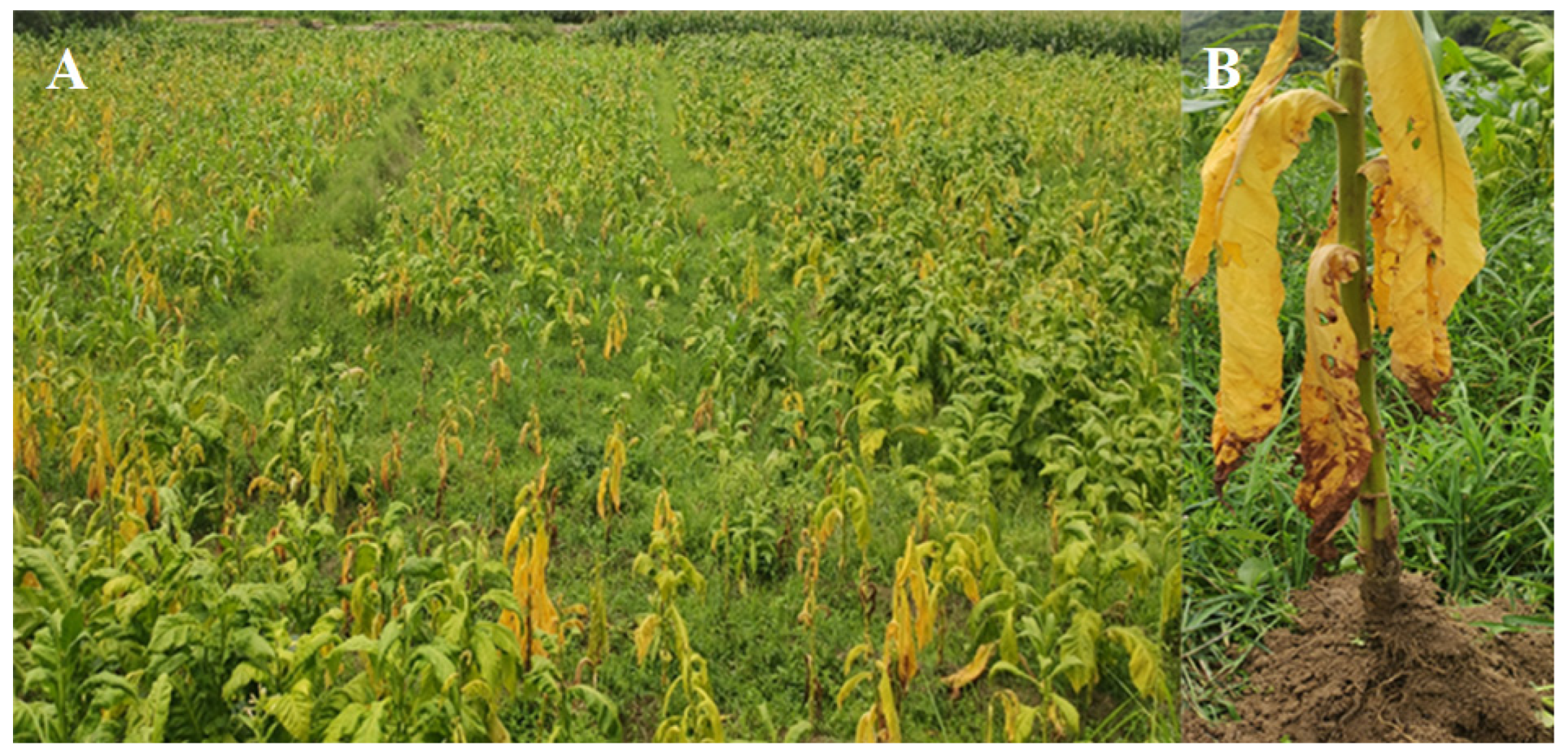 Microorganisms 11 01535 g001