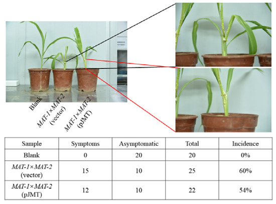 A Genetically Engineered Escherichia coli for Potential Utilization in  Fungal Smut Disease Control