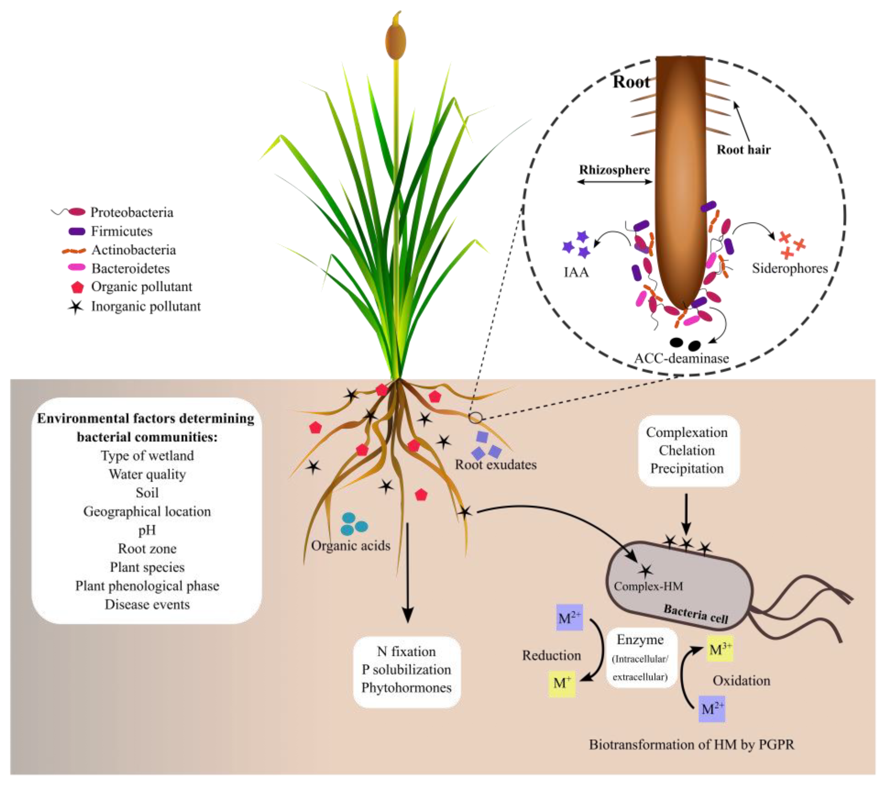 Microorganisms 11 01587 g003 550