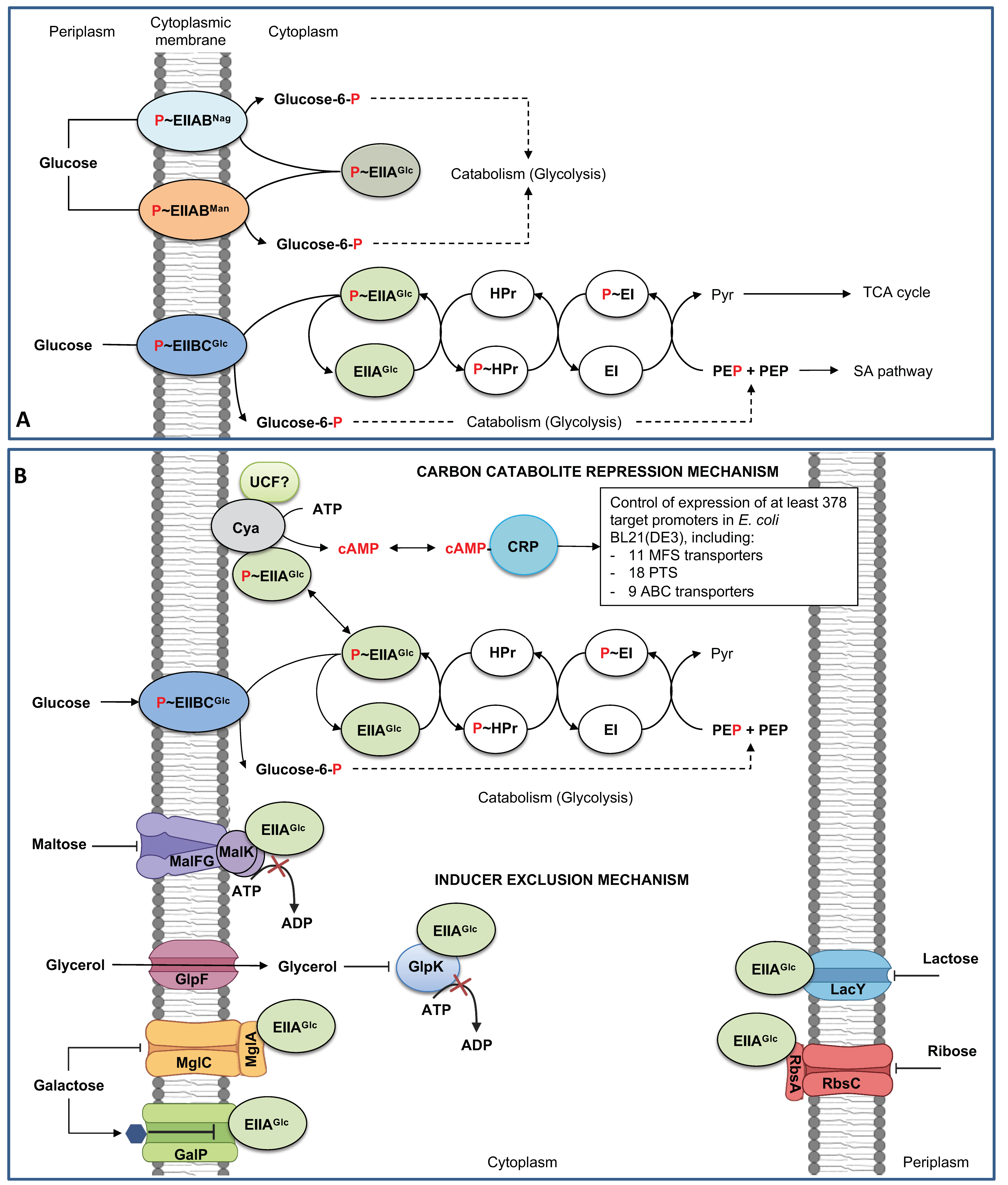 Microorganisms 11 01588 g001