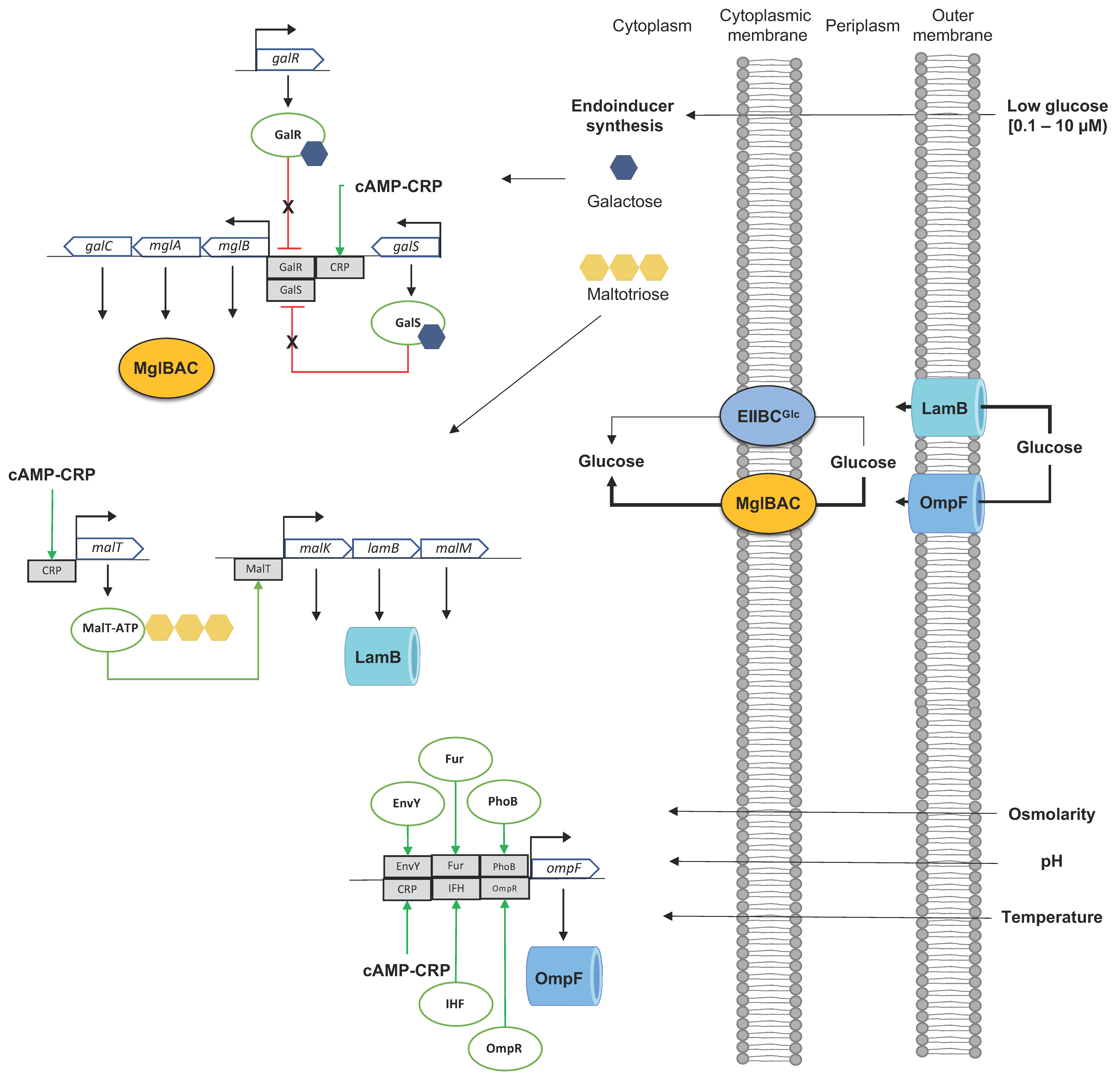Microorganisms 11 01588 g003