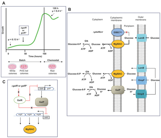 Microorganisms 11 01588 g004 550
