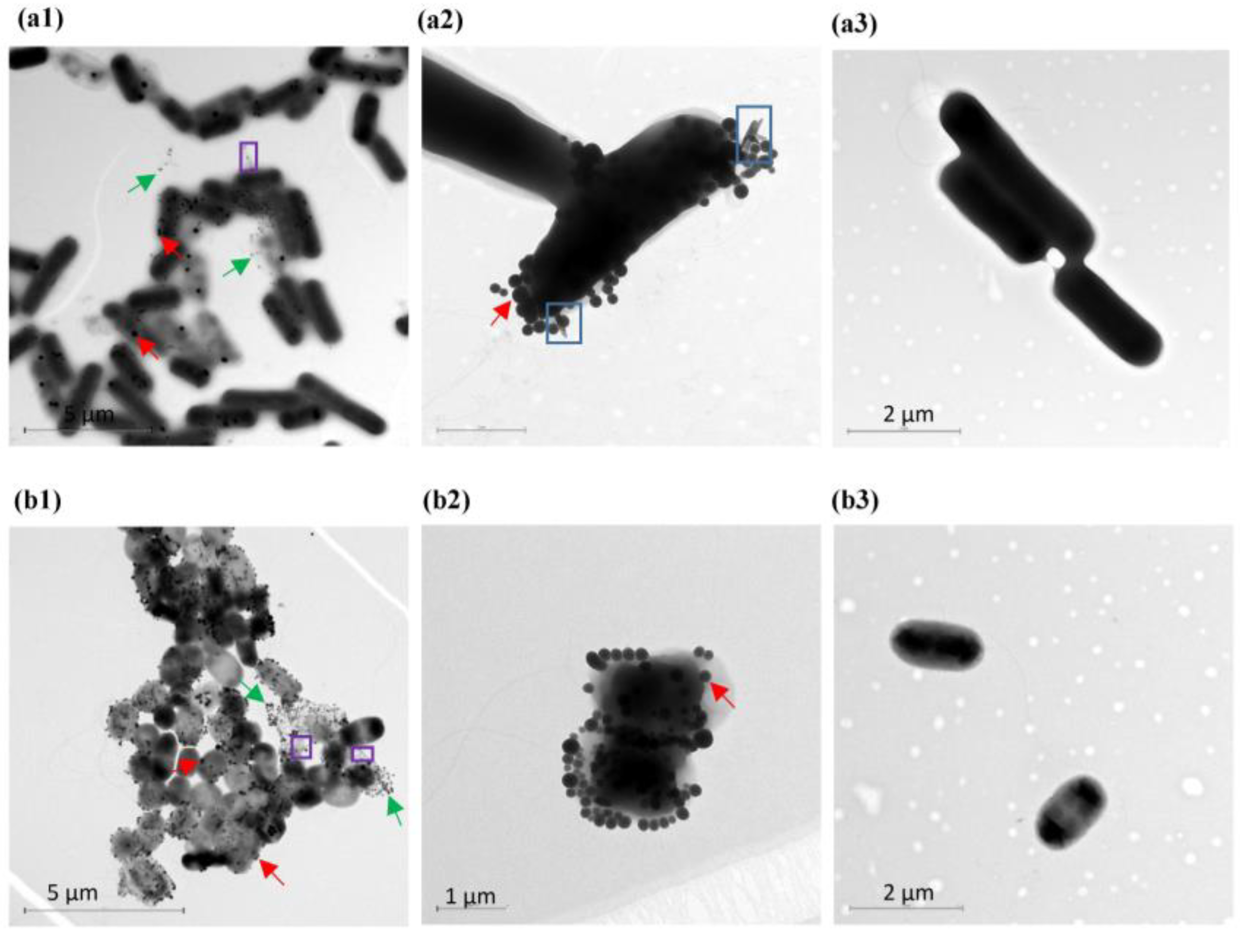 Microorganisms 11 01600 g001 Microorganisms 11 01600 g001