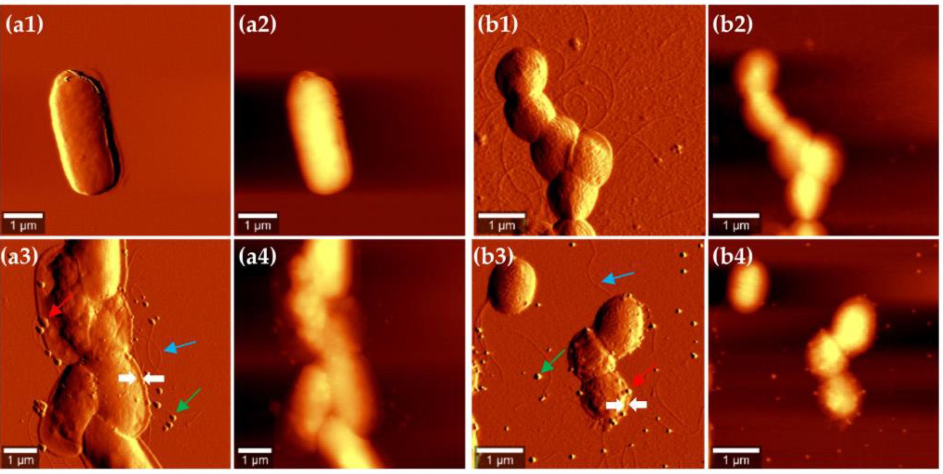 Microorganisms 11 01600 g002 Microorganisms 11 01600 g002