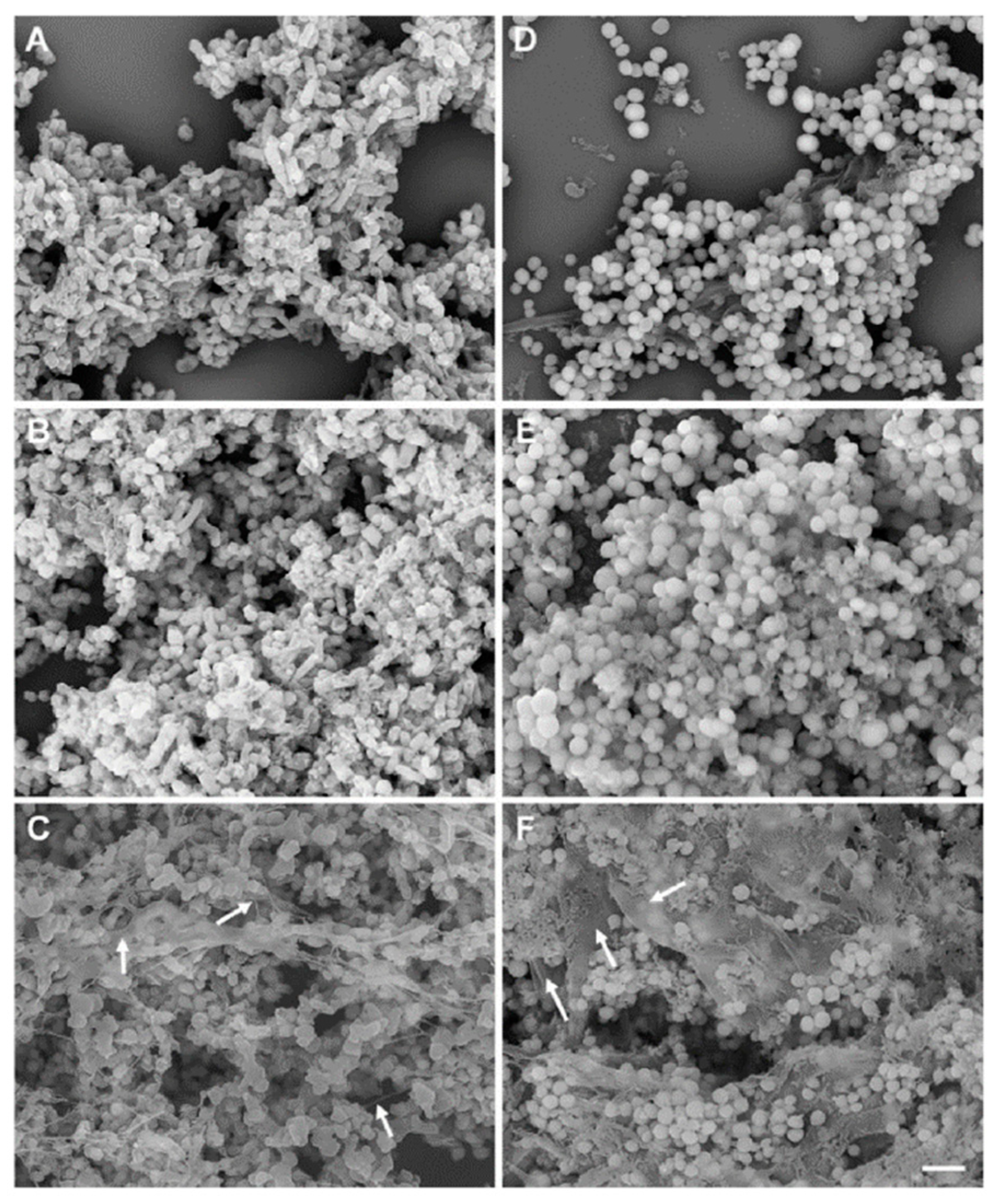 Microorganisms 11 01614 g001 Microorganisms 11 01614 g001