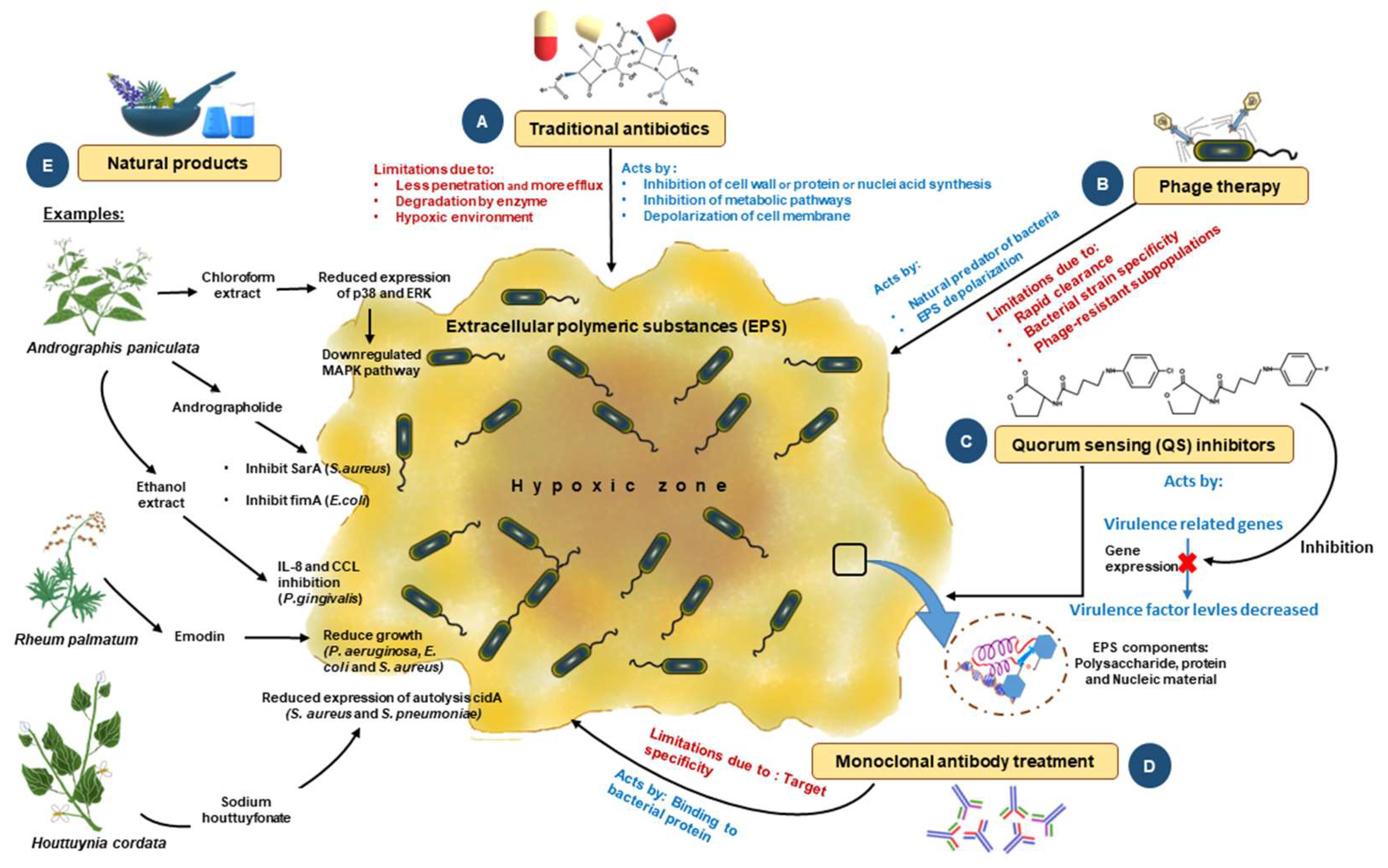 PDF) Action of disinfectant solutions on adaptive capacity and virulence  factors of the Candida spp. biofilms formed on acrylic resin