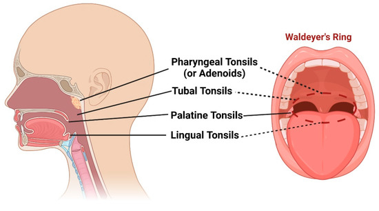 The anatomy of Waldeyer's ring. Adenoids, palatine, lingual and tubal... |  Download Scientific Diagram