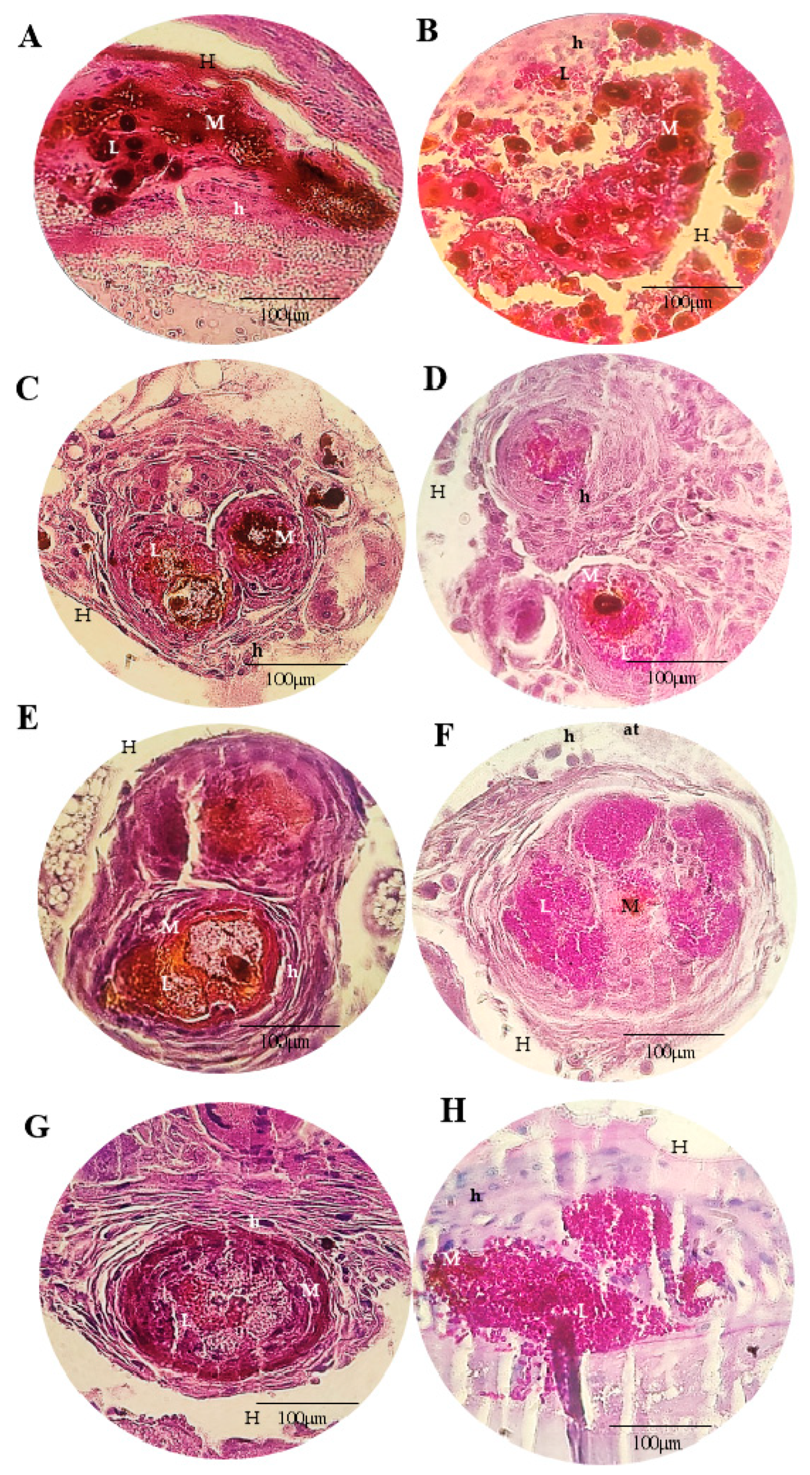 Microorganisms 11 01626 g005 Microorganisms 11 01626 g005