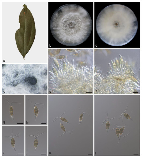 Morphological and Phylogenetic Analyses Reveal Three New