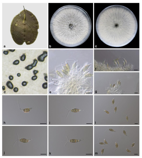 Morphological and Phylogenetic Analyses Reveal Three New