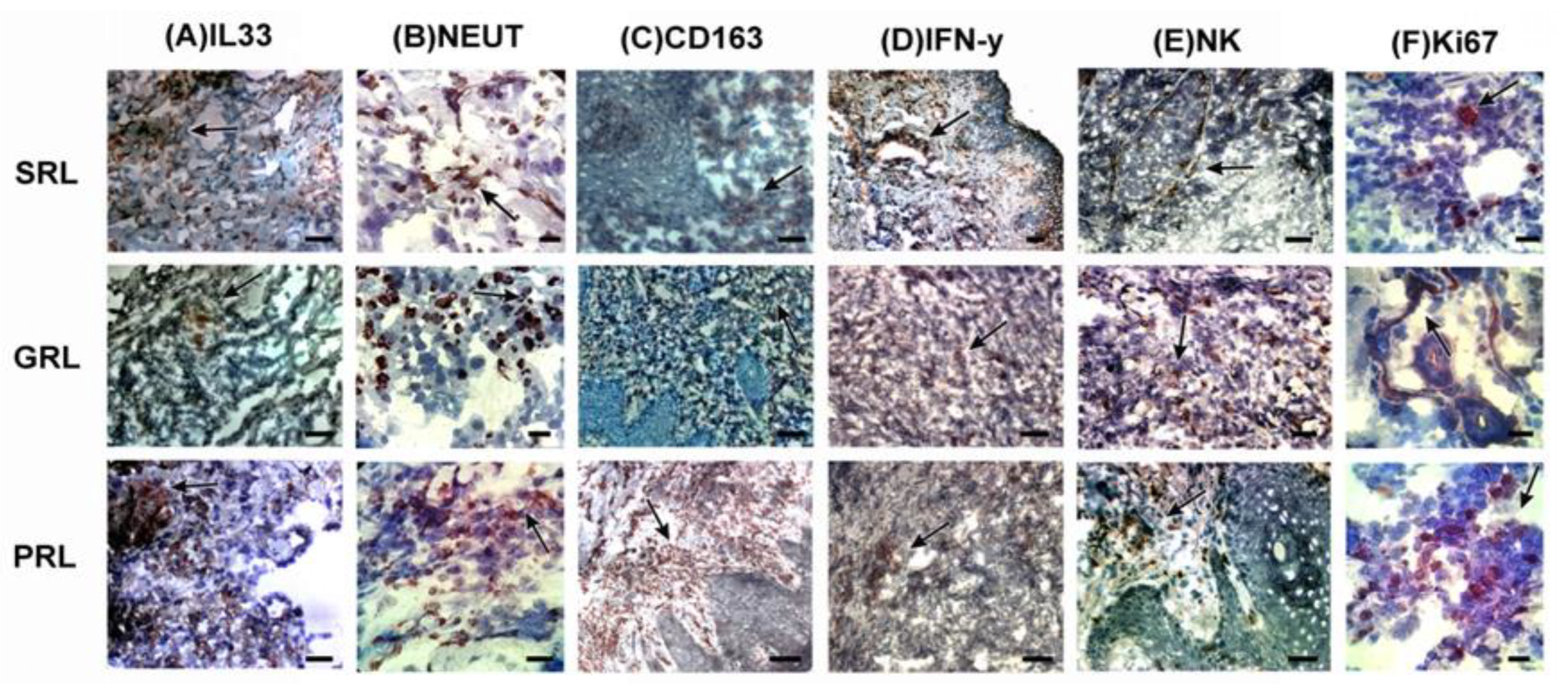 Microorganisms 11 01631 g007 Microorganisms 11 01631 g007