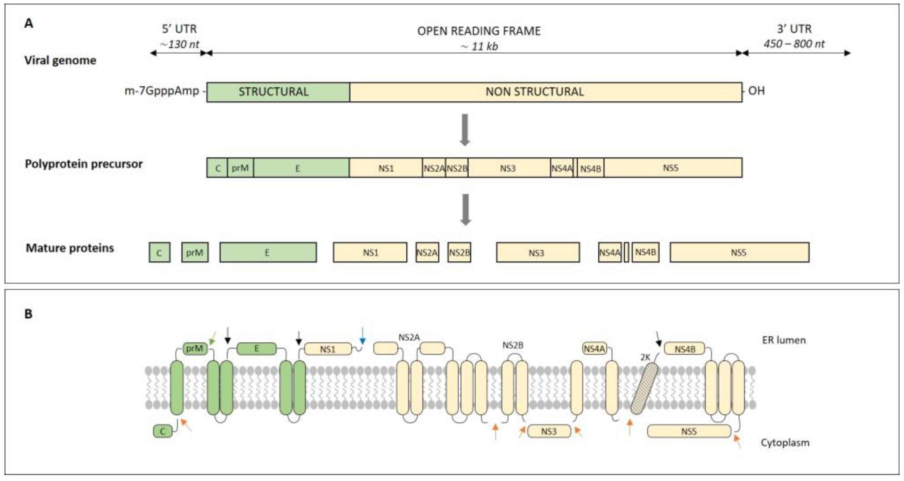 Microorganisms 11 01634 g001 Microorganisms 11 01634 g001
