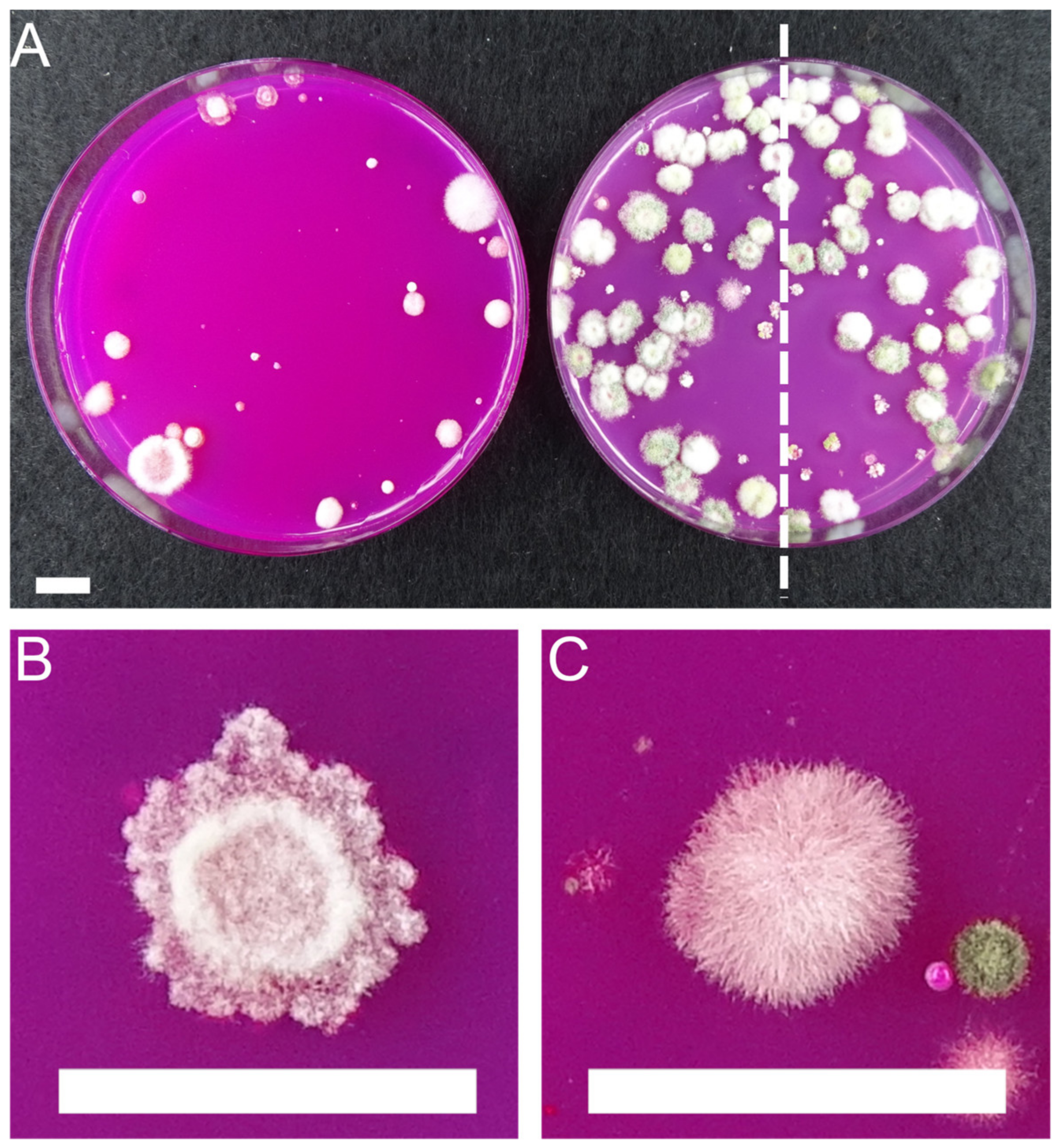 Microorganisms 11 01655 g001 Microorganisms 11 01655 g001