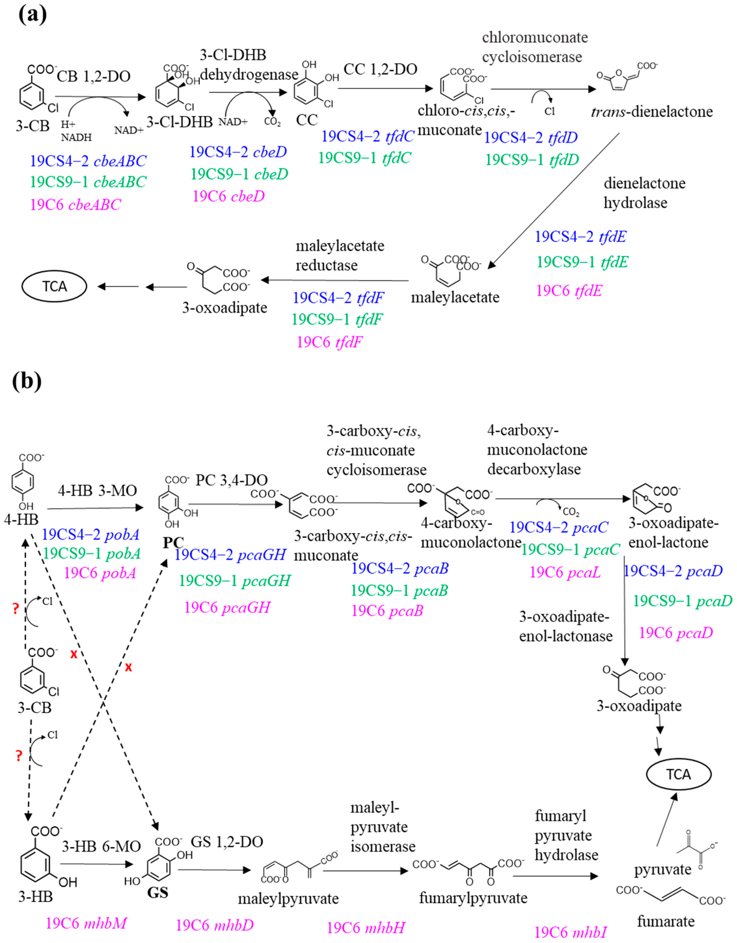 Microorganisms 11 01684 g004