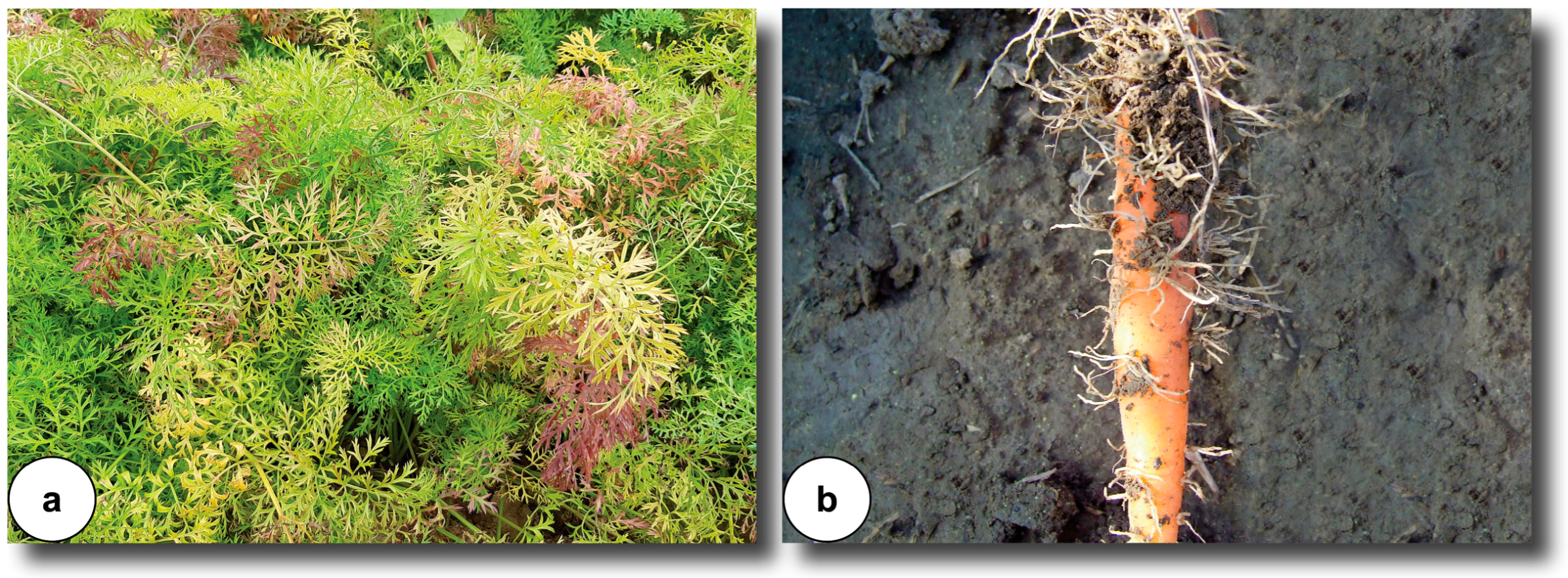 Microorganisms 11 01699 g001