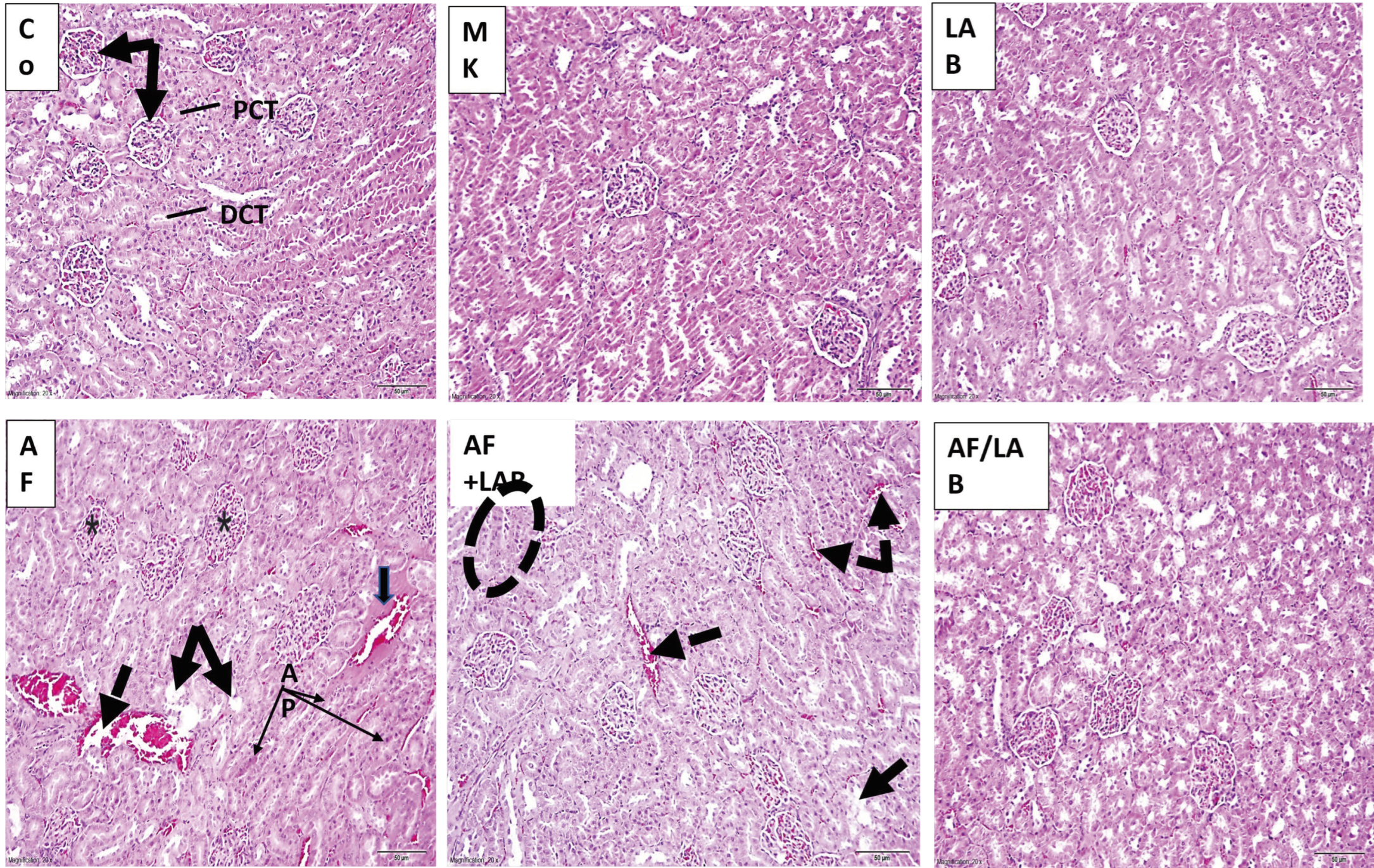 Microorganisms 11 01703 g001