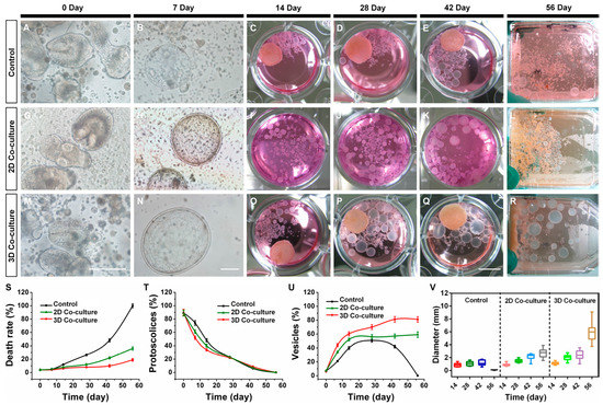 The Truman Show for Human Helminthic Parasites: A Review of Recent 