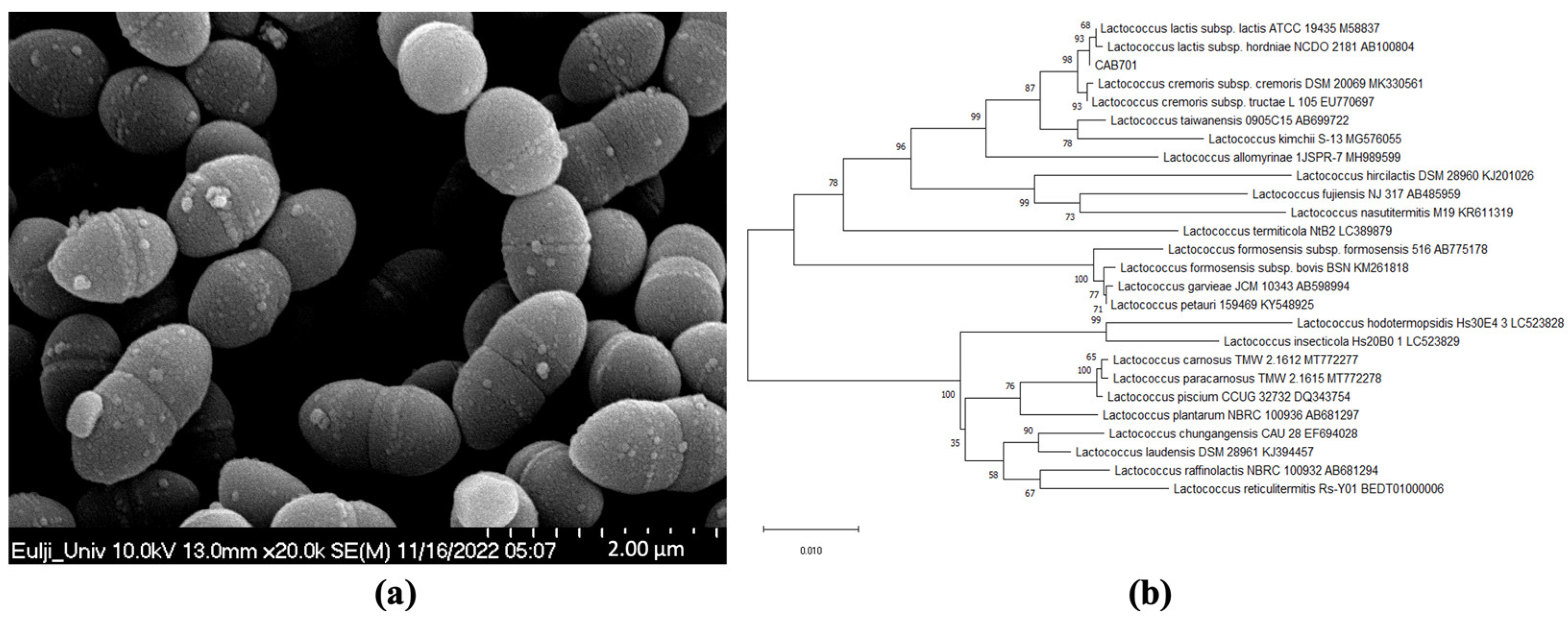 Streptococcus Lactis Microscopic