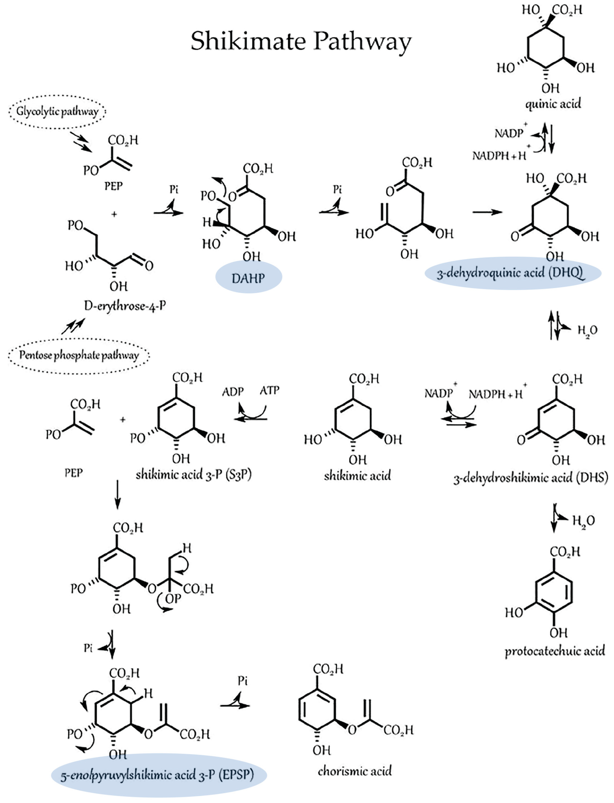 Microorganisms 11 01727 g005