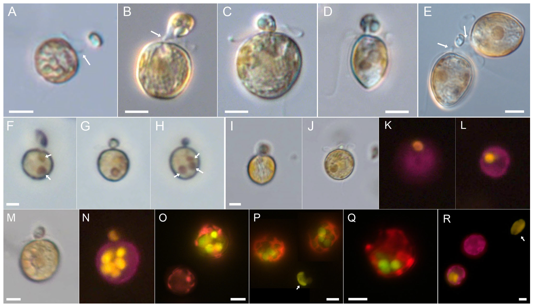 Microorganisms 11 01730 g002