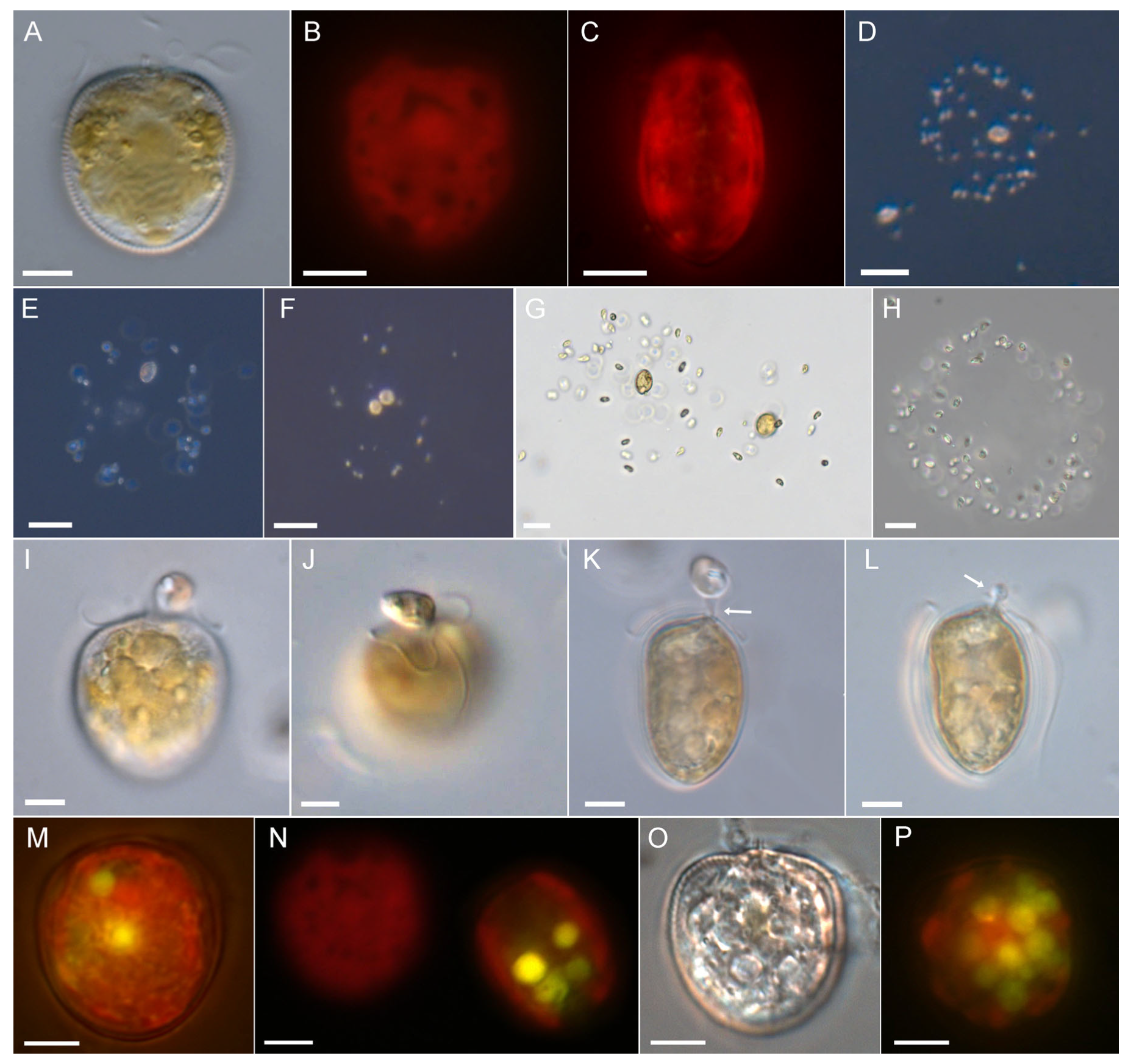 Microorganisms 11 01730 g005