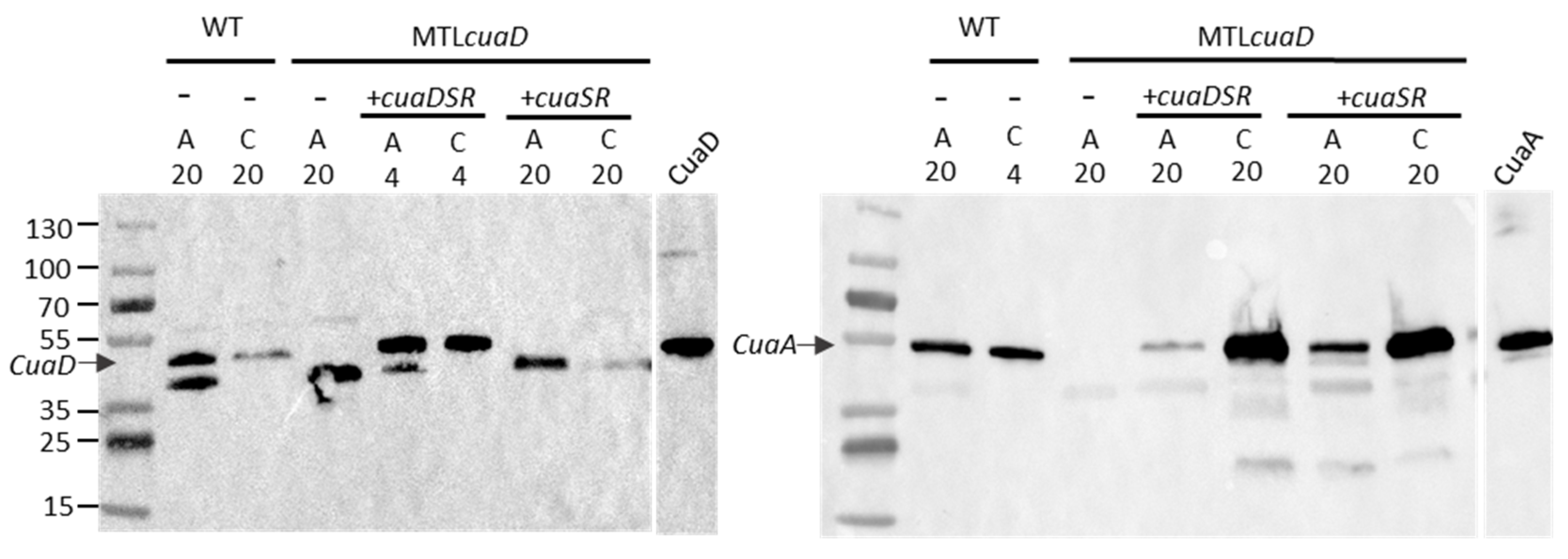 Microorganisms 11 01732 g005 Microorganisms 11 01732 g005