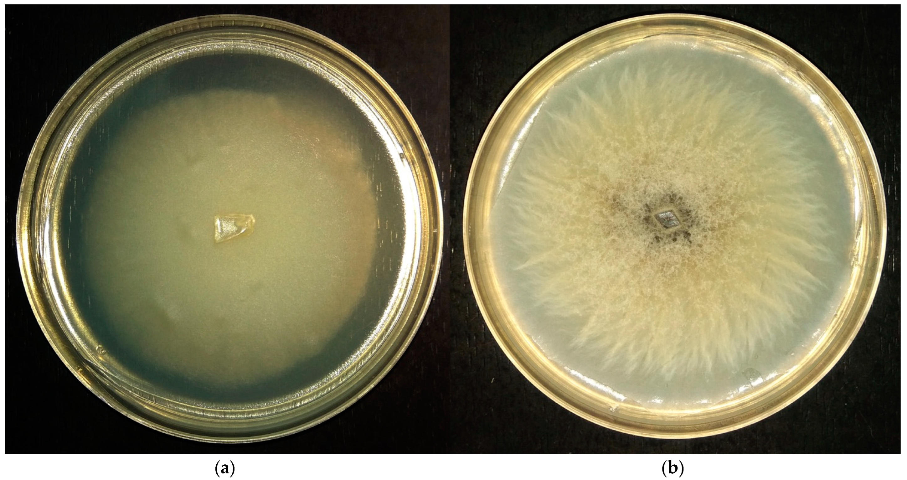 Microorganisms 11 01733 g001 Microorganisms 11 01733 g001