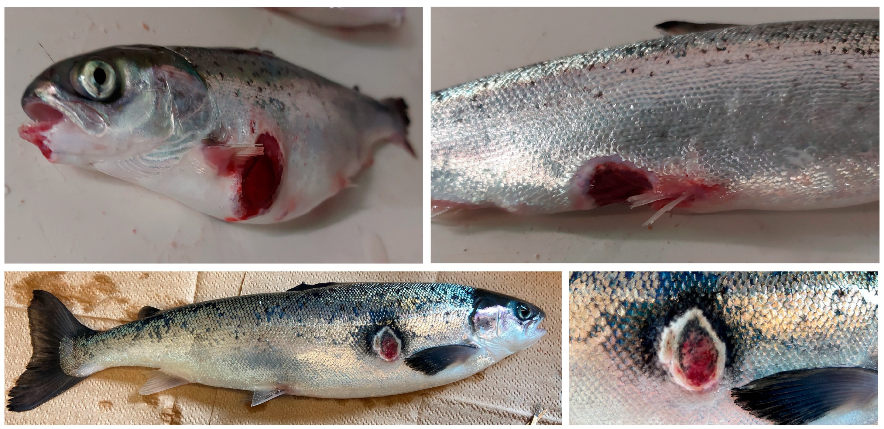 Microorganisms 11 01736 g001 Microorganisms 11 01736 g001