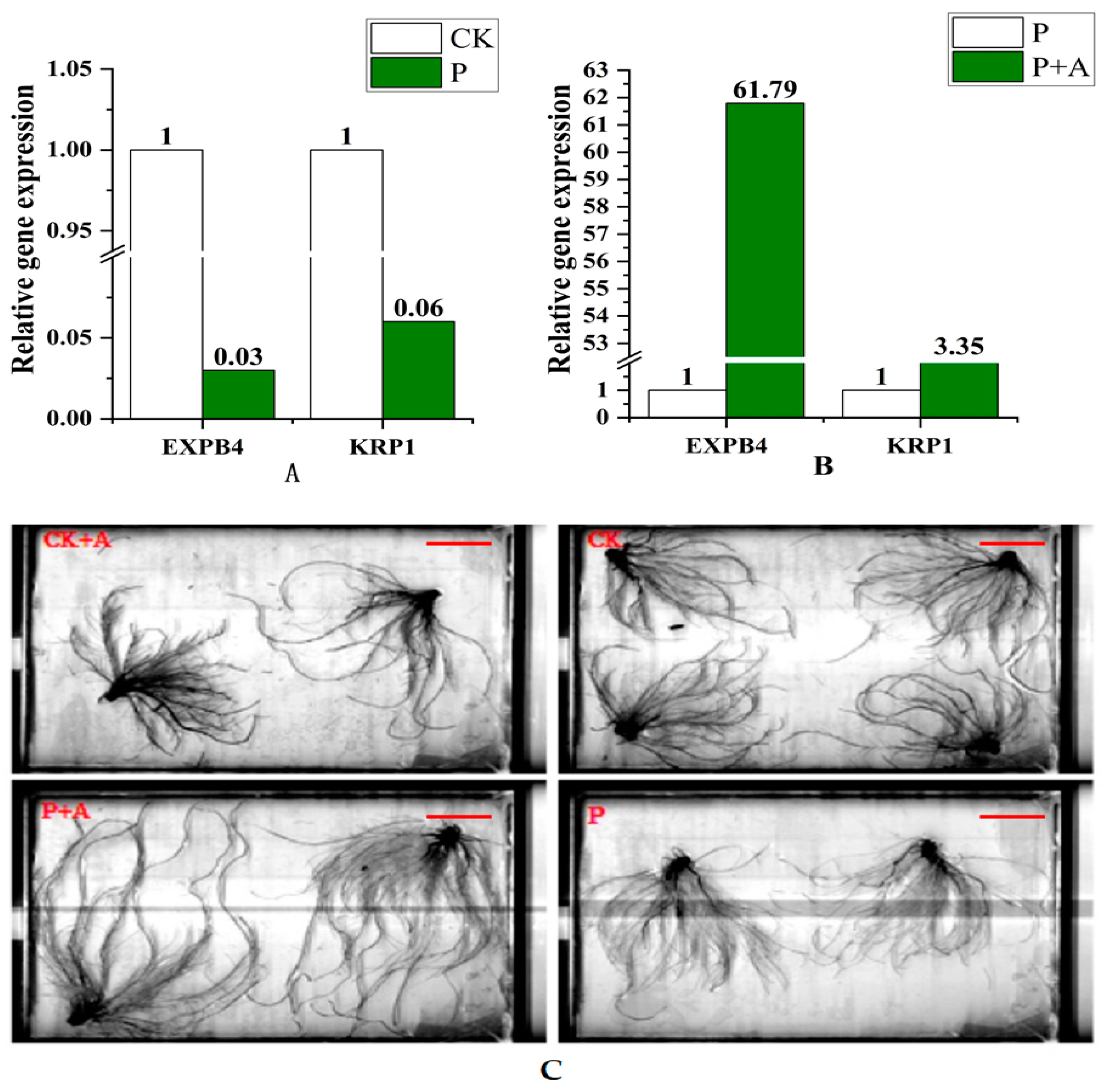 Microorganisms 11 01737 g004