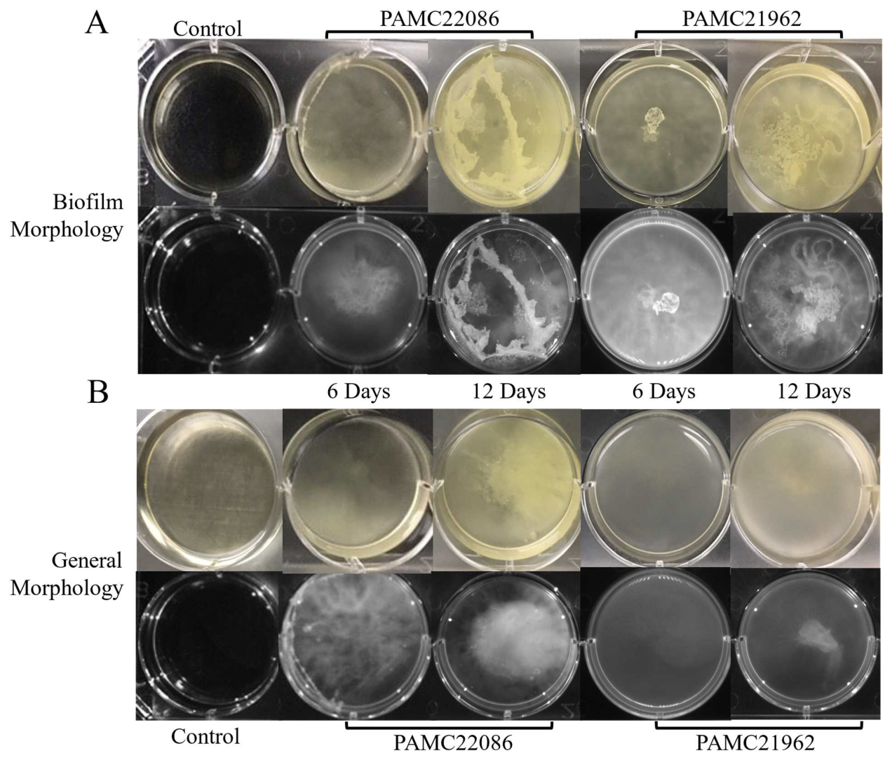Microorganisms 11 01757 g005 Microorganisms 11 01757 g005