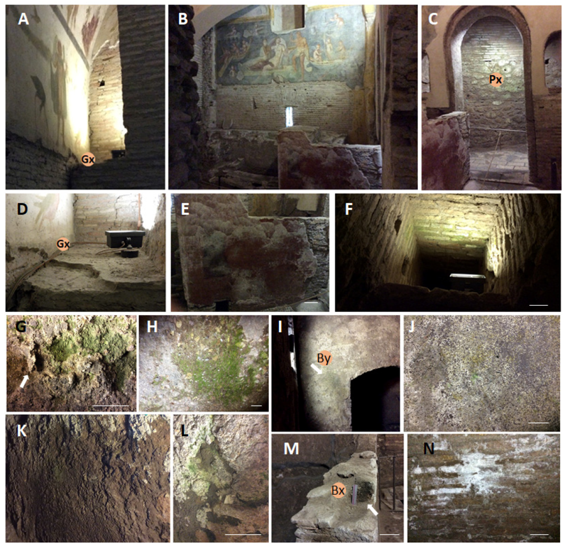 Microorganisms 11 01770 g002