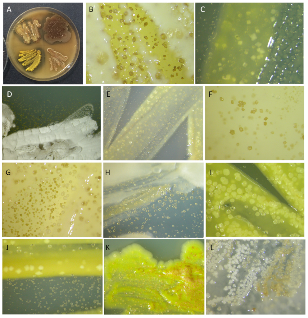 Microorganisms 11 01770 g004