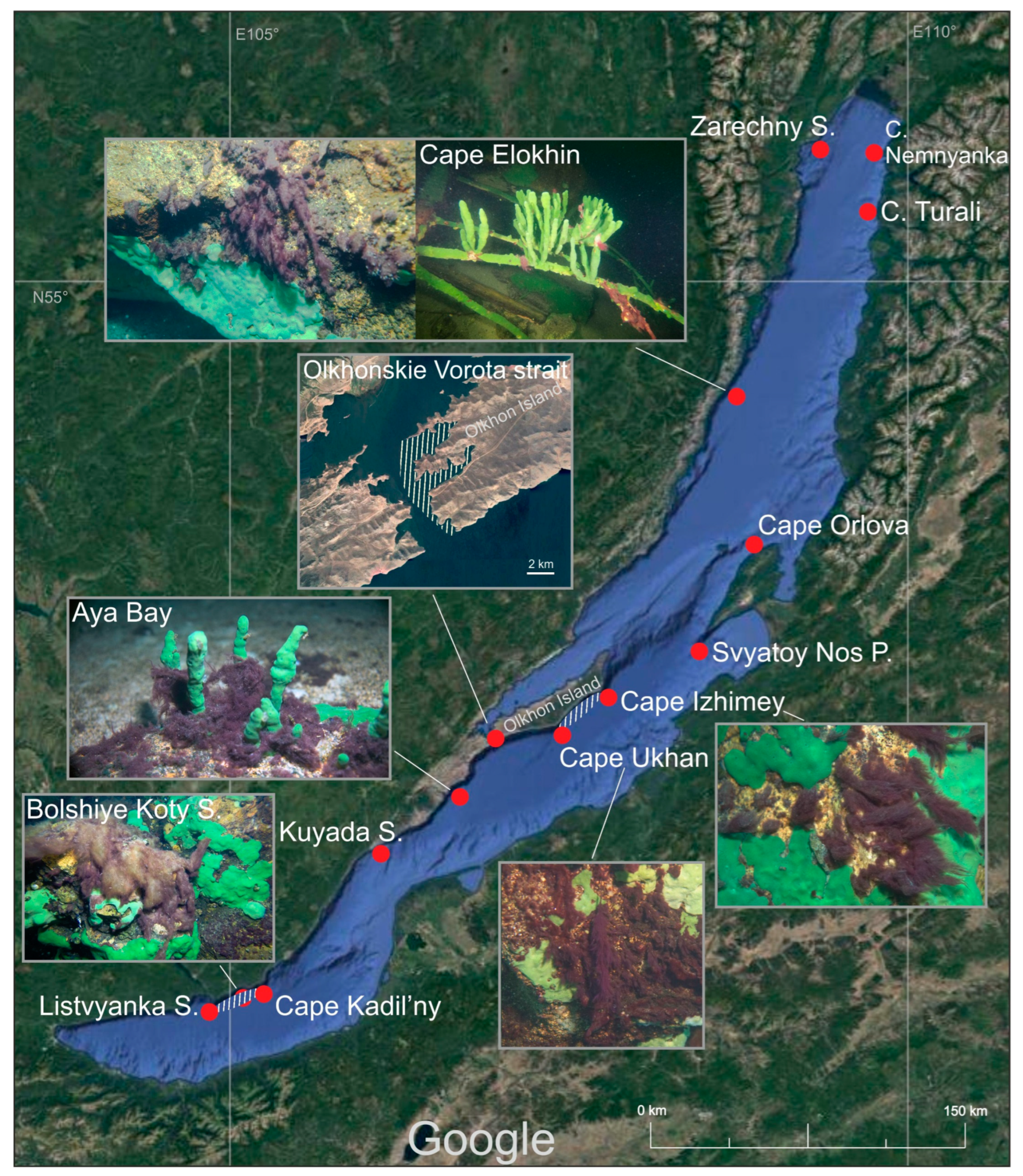 Microorganisms 11 01779 g001 Microorganisms 11 01779 g001
