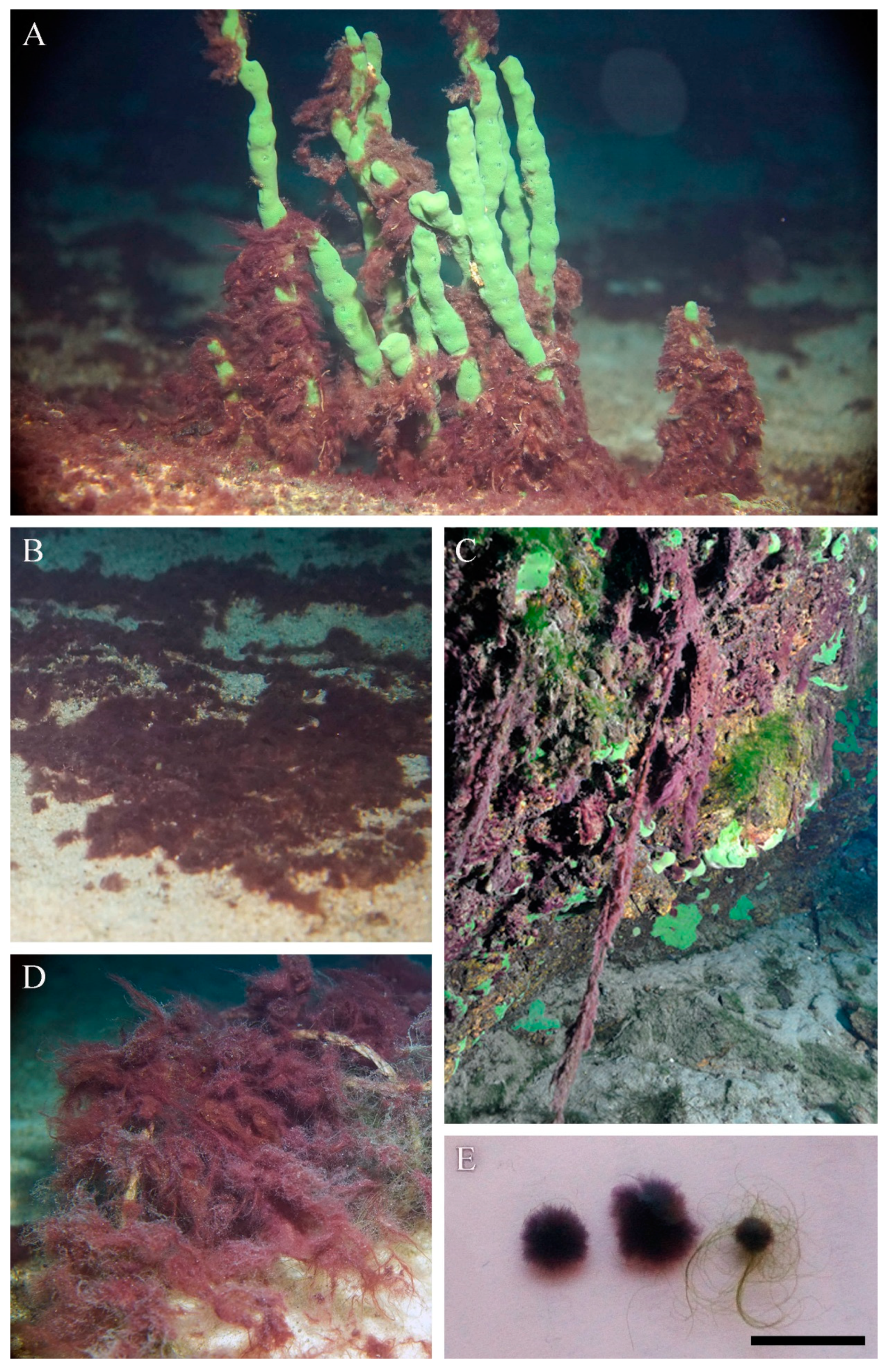 Microorganisms 11 01779 g002 Microorganisms 11 01779 g002