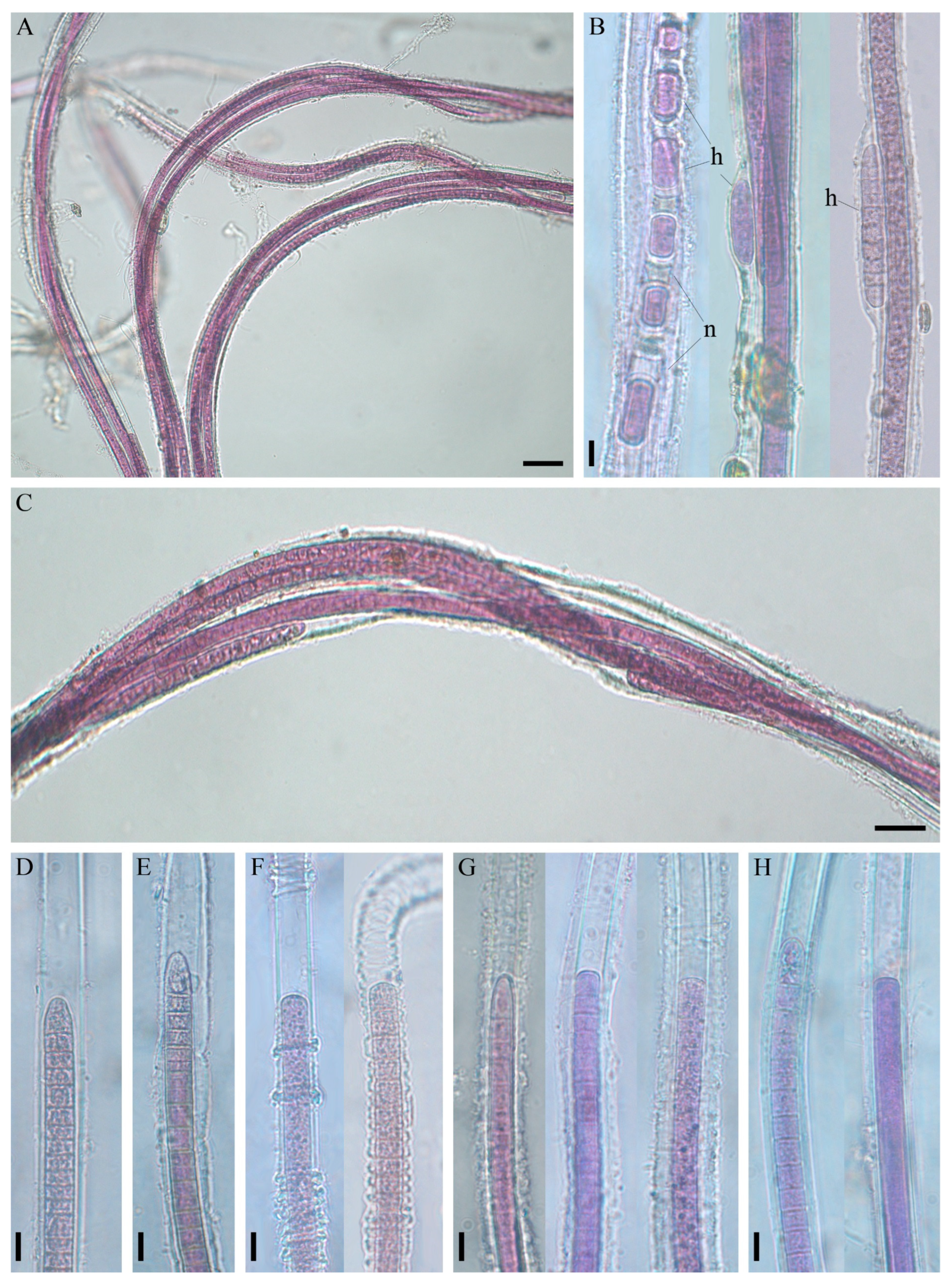 Microorganisms 11 01779 g003 Microorganisms 11 01779 g003