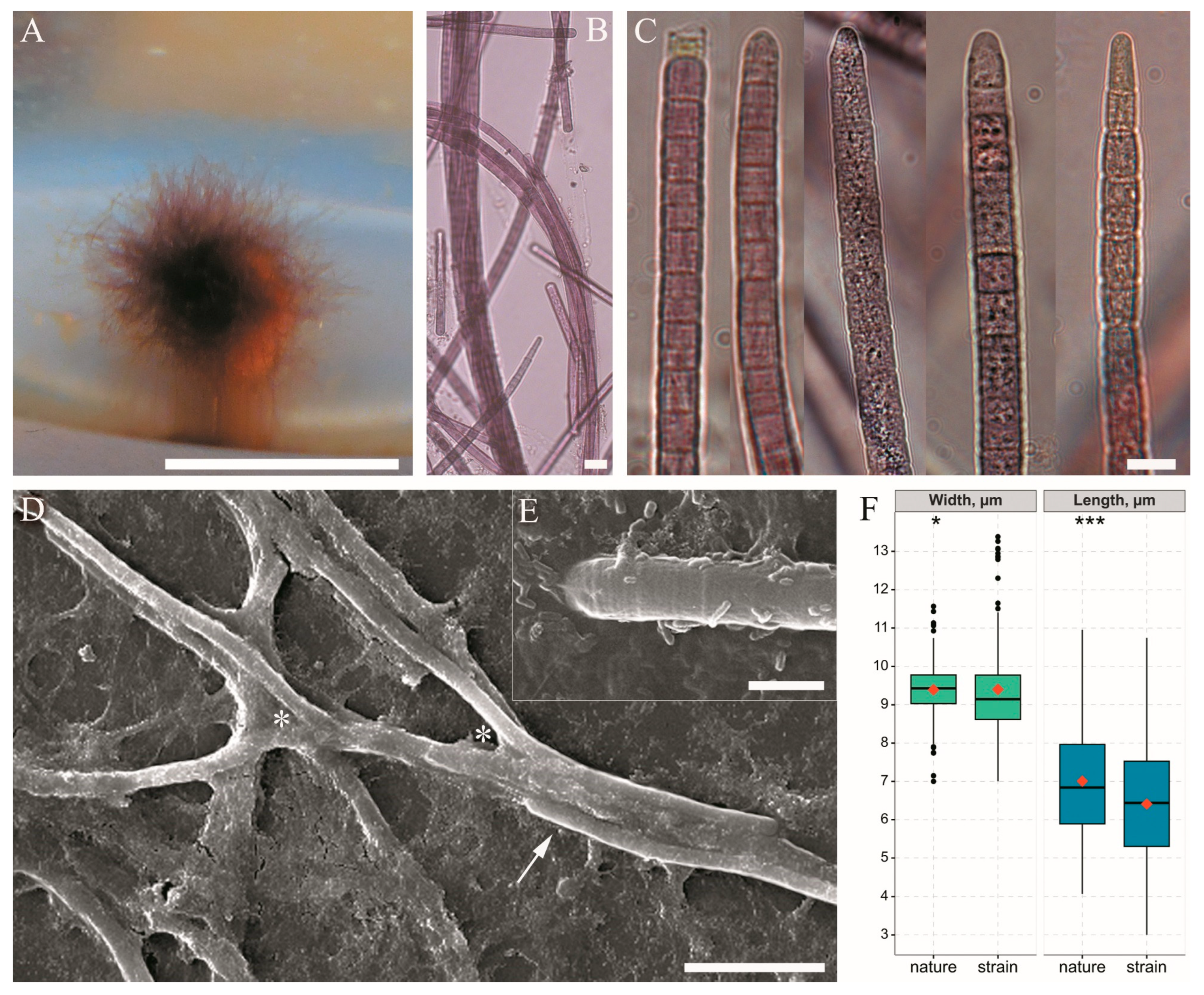 Microorganisms 11 01779 g004 Microorganisms 11 01779 g004