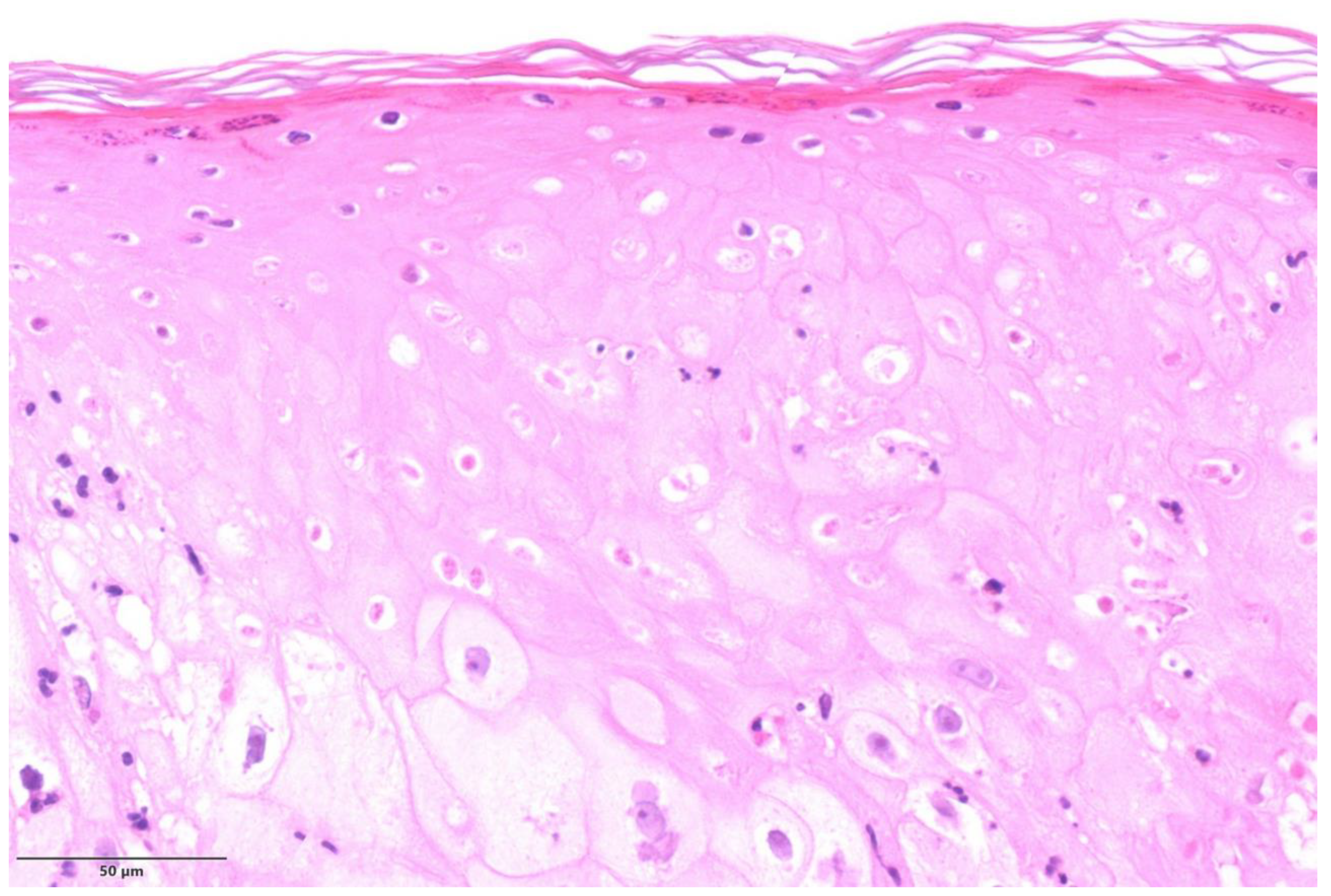 Microorganisms 11 01781 g001 Microorganisms 11 01781 g001