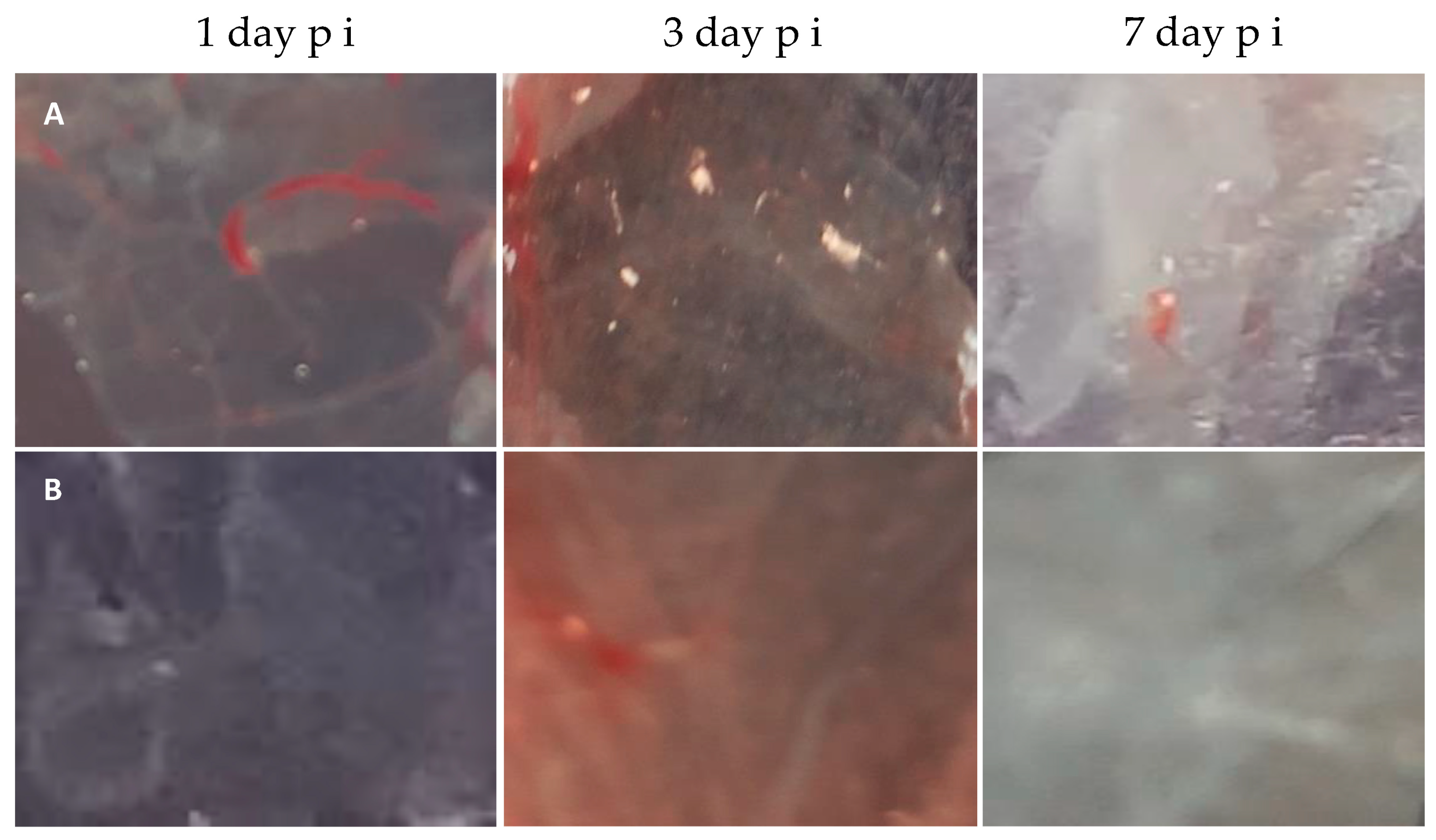 Microorganisms 11 01791 g008
