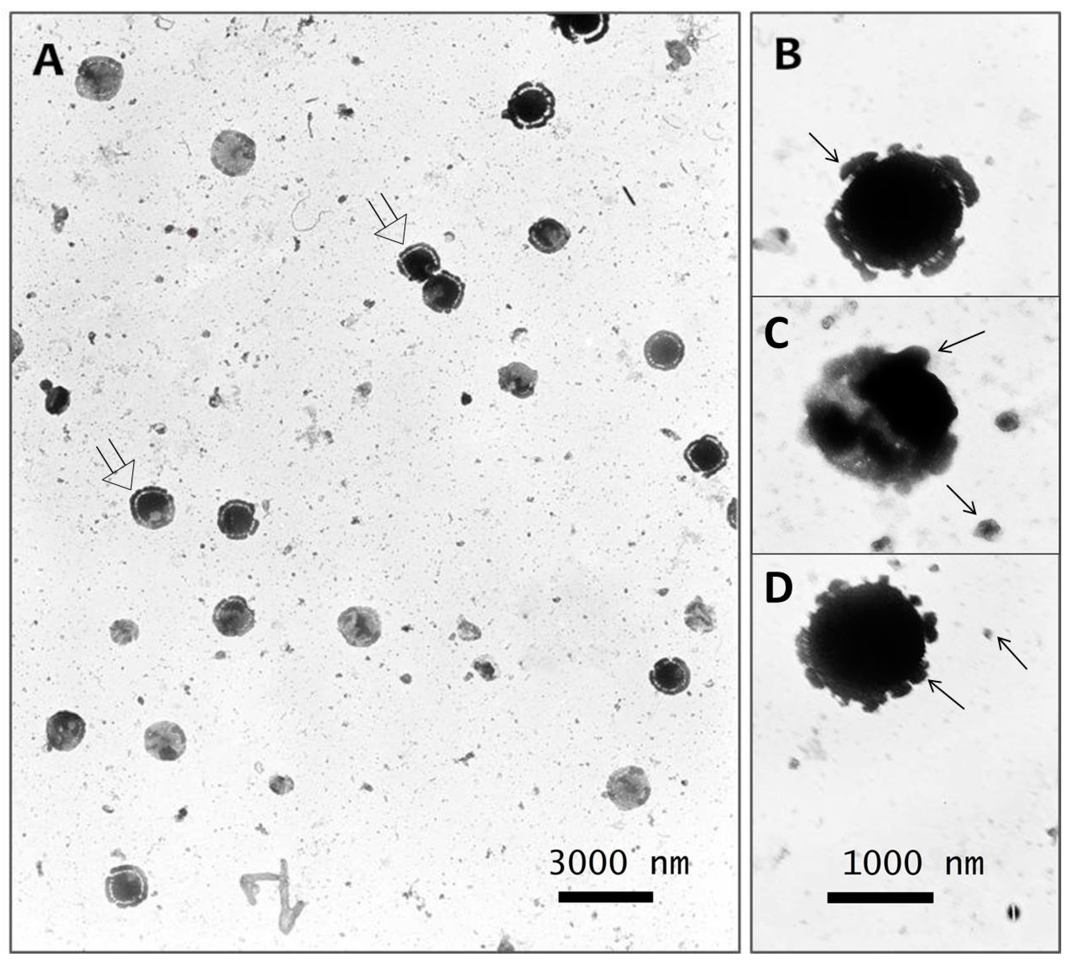 Microorganisms 11 01791 g010