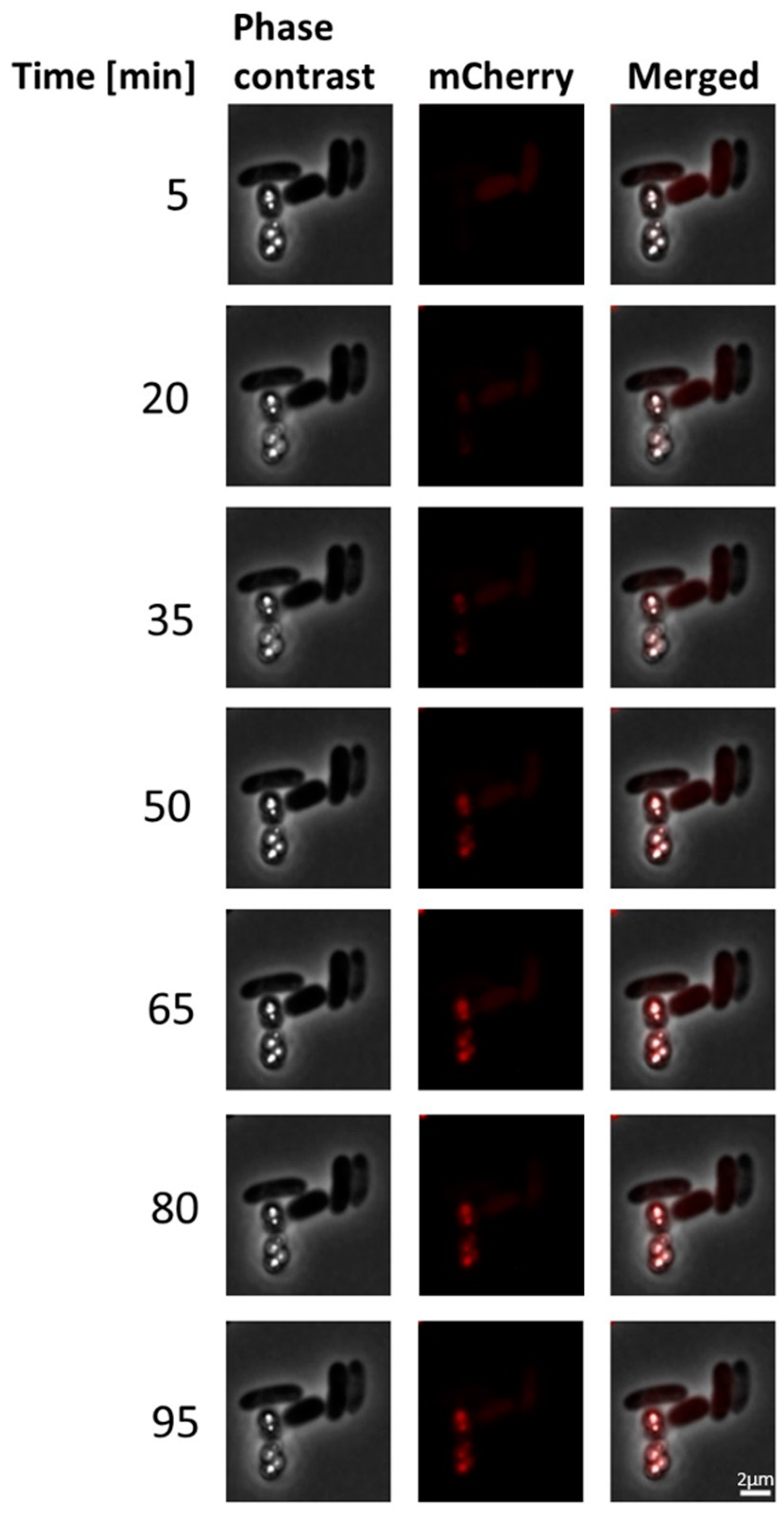 Microorganisms 11 01792 g003 Microorganisms 11 01792 g003