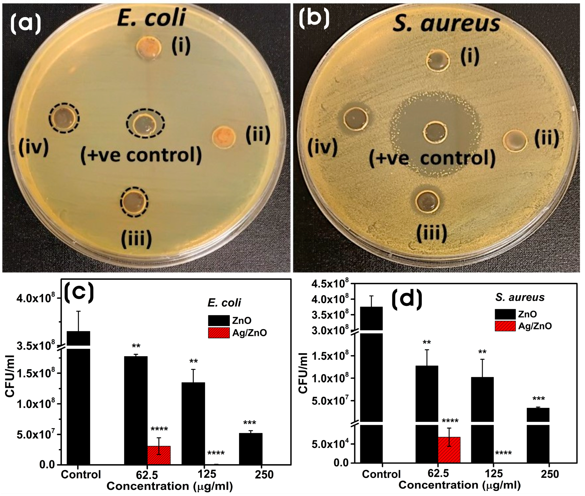 Microorganisms 11 01810 g008