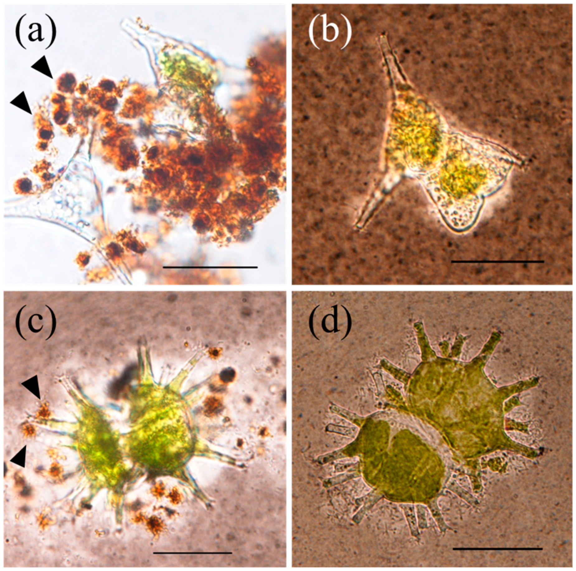 Microorganisms 11 01814 g003