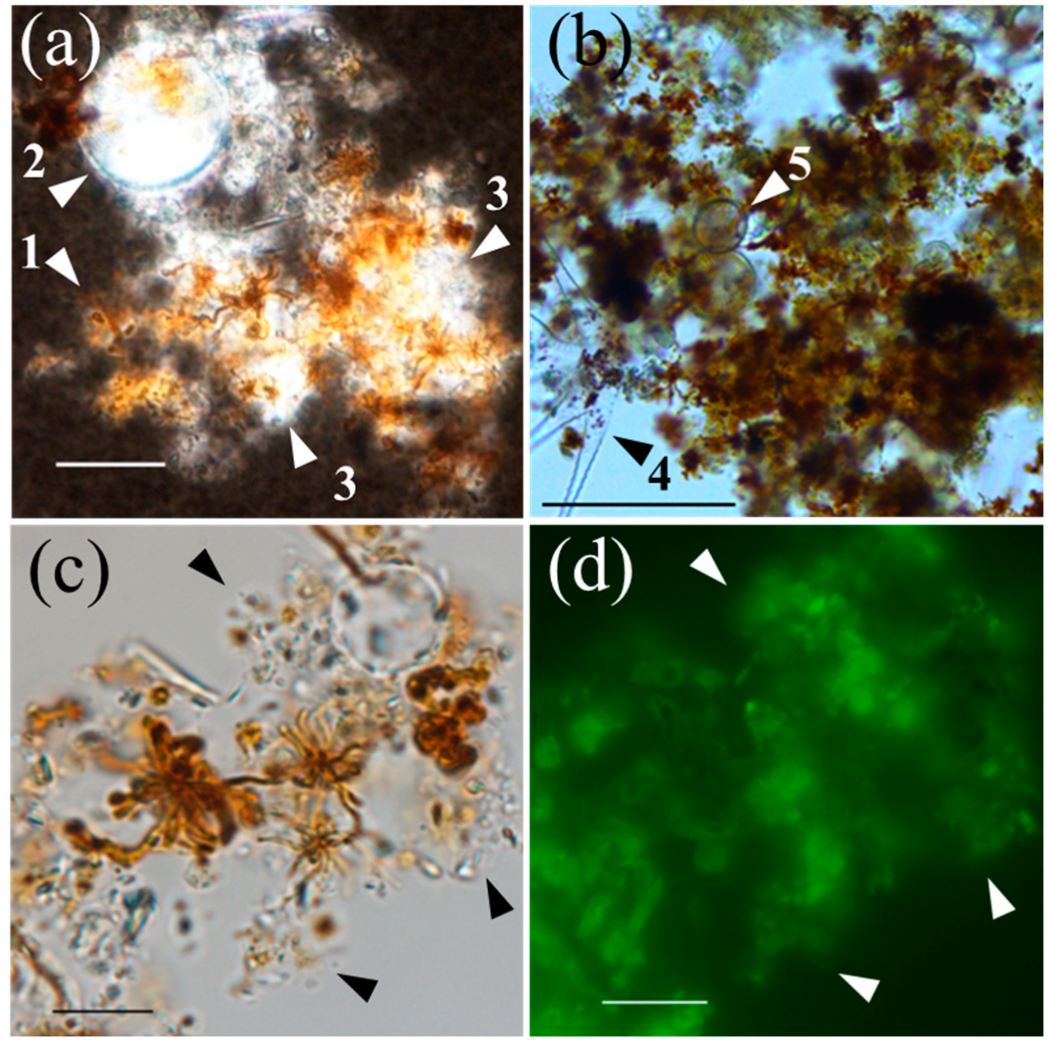 Microorganisms 11 01814 g004