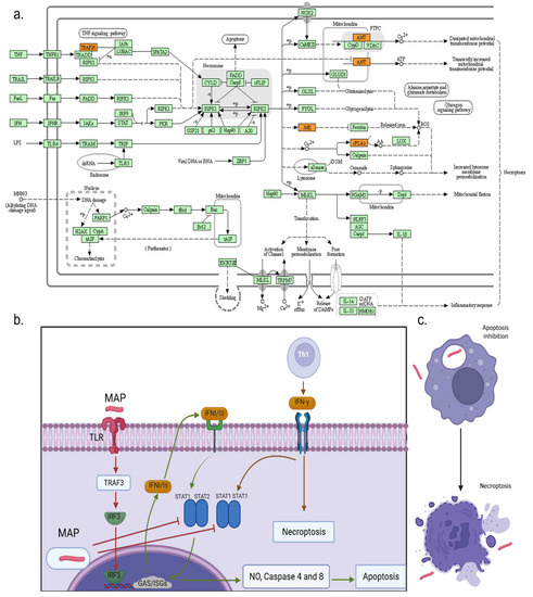 Association between High Interferon-Gamma Production in